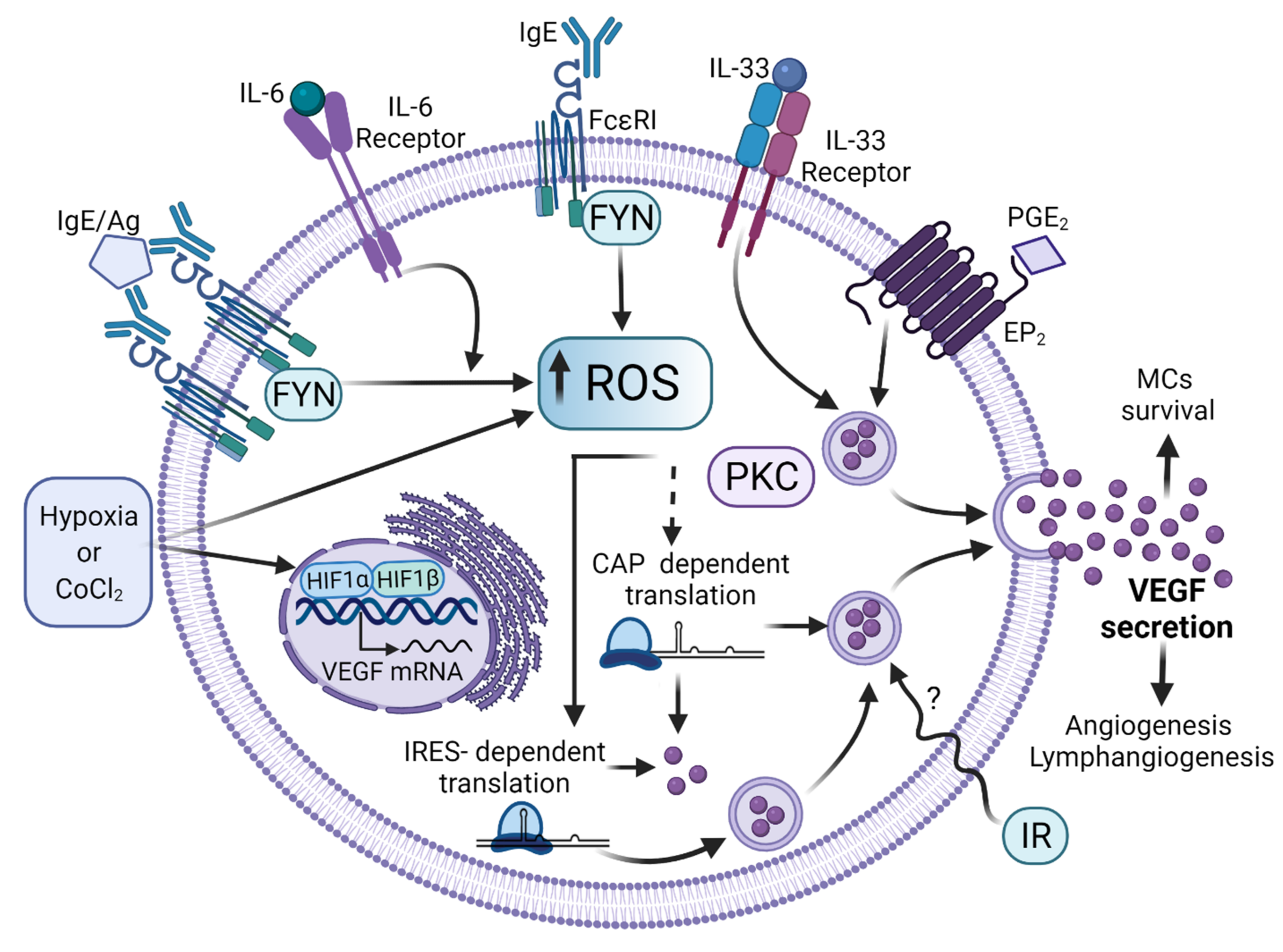 Cells 11 00349 g005 Cells 11 00349 g005