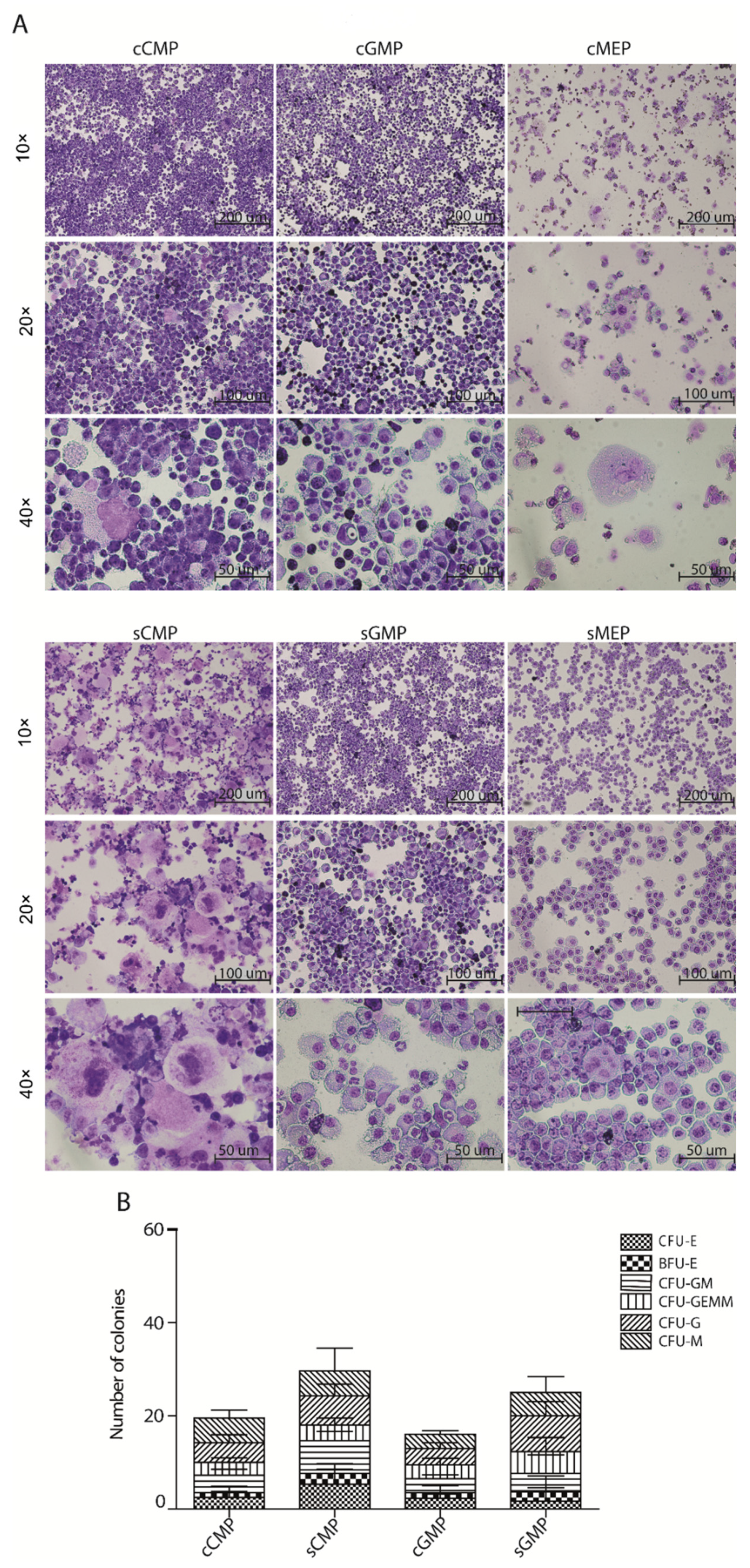 Cells 11 00350 g003 Cells 11 00350 g003