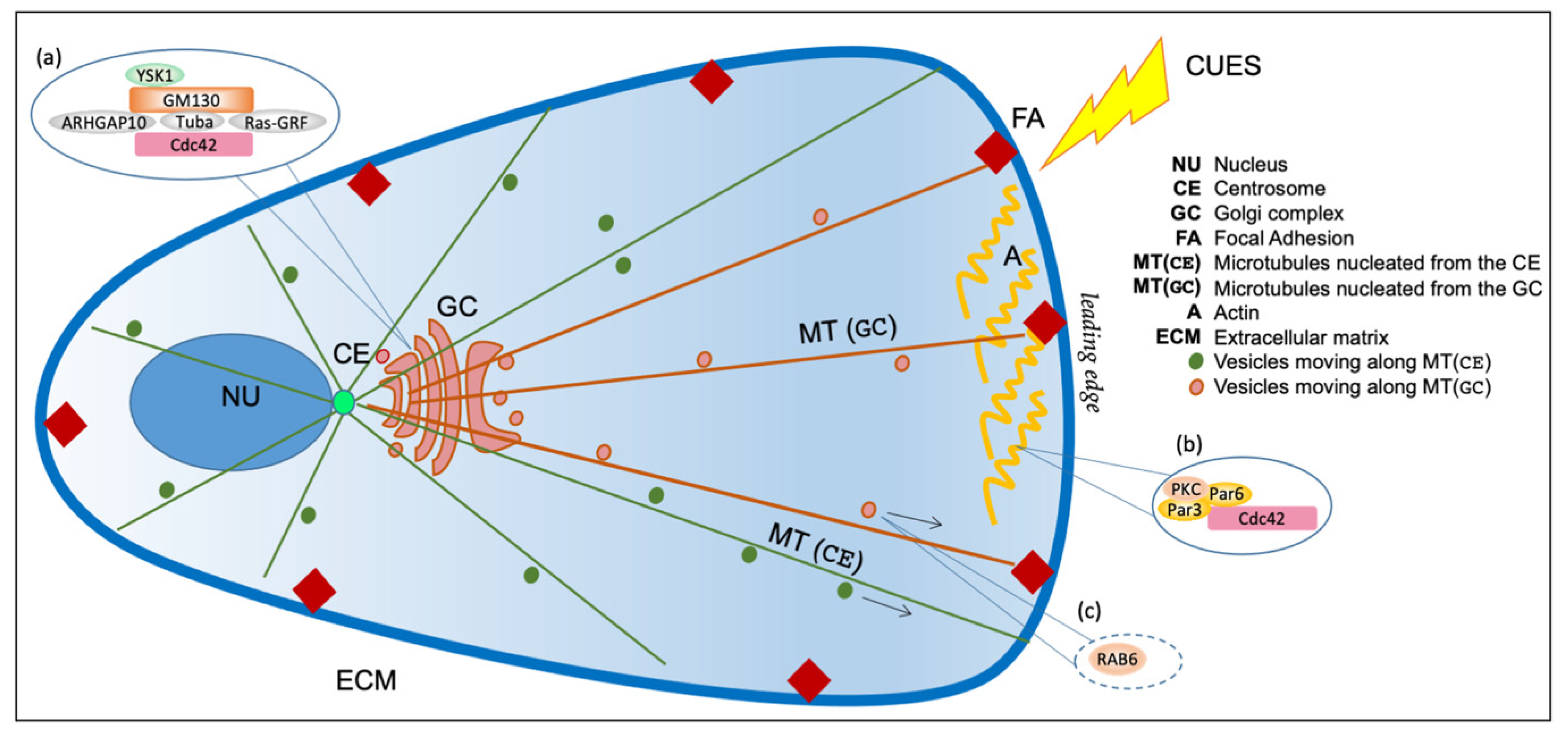 Cells 11 00354 g002 550