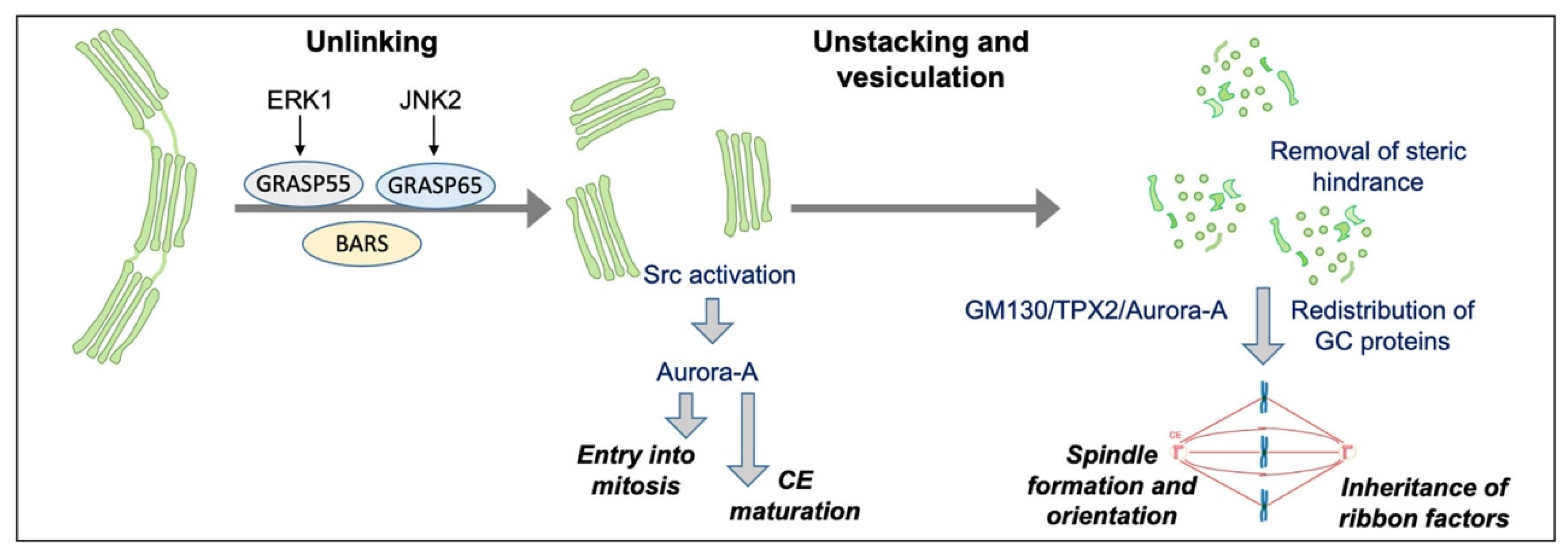 Cells 11 00354 g003 550