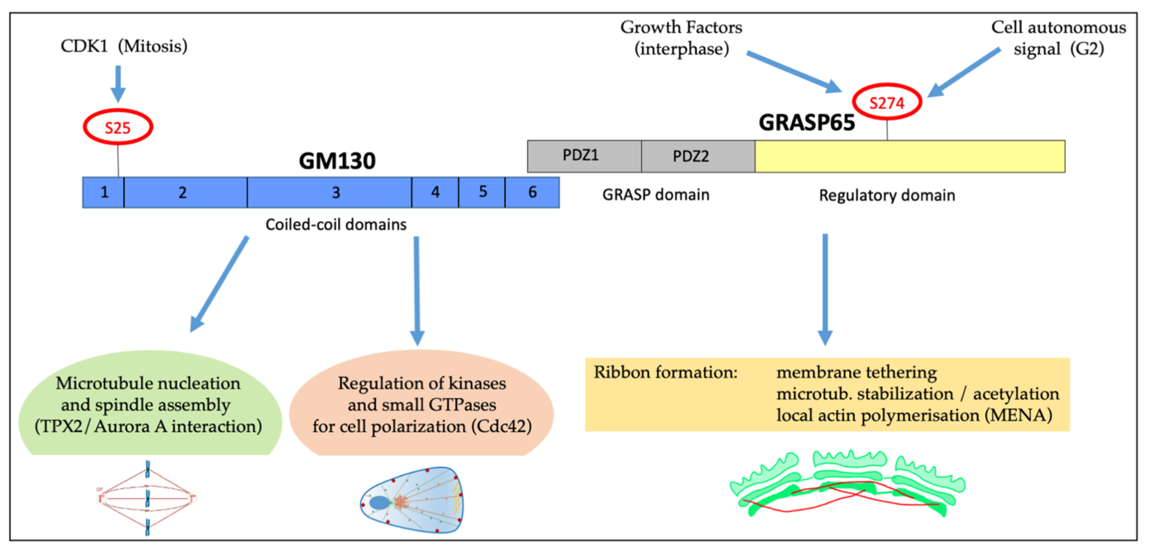 Cells 11 00354 g004 550