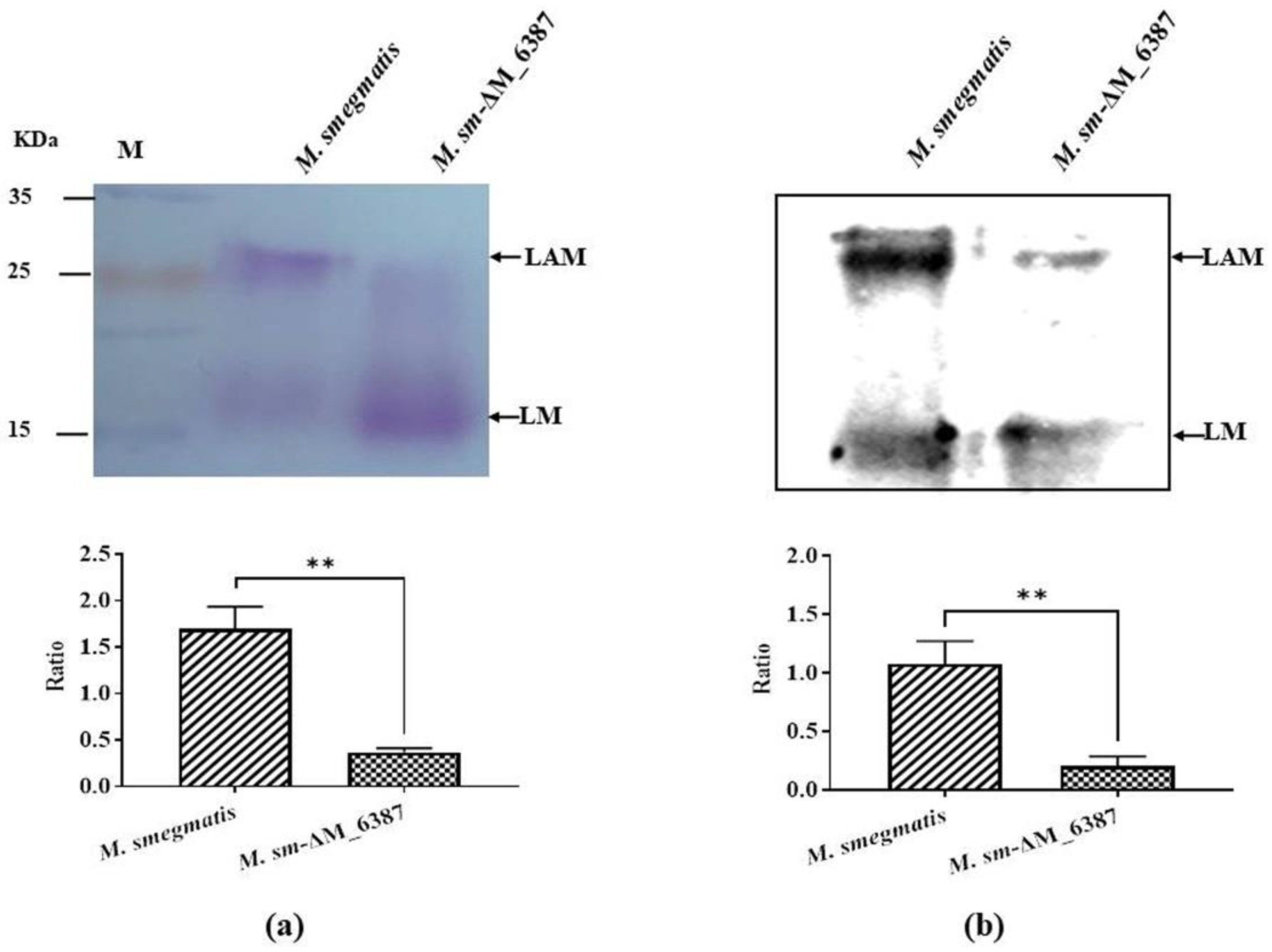 Cells 11 00361 g002 Cells 11 00361 g002