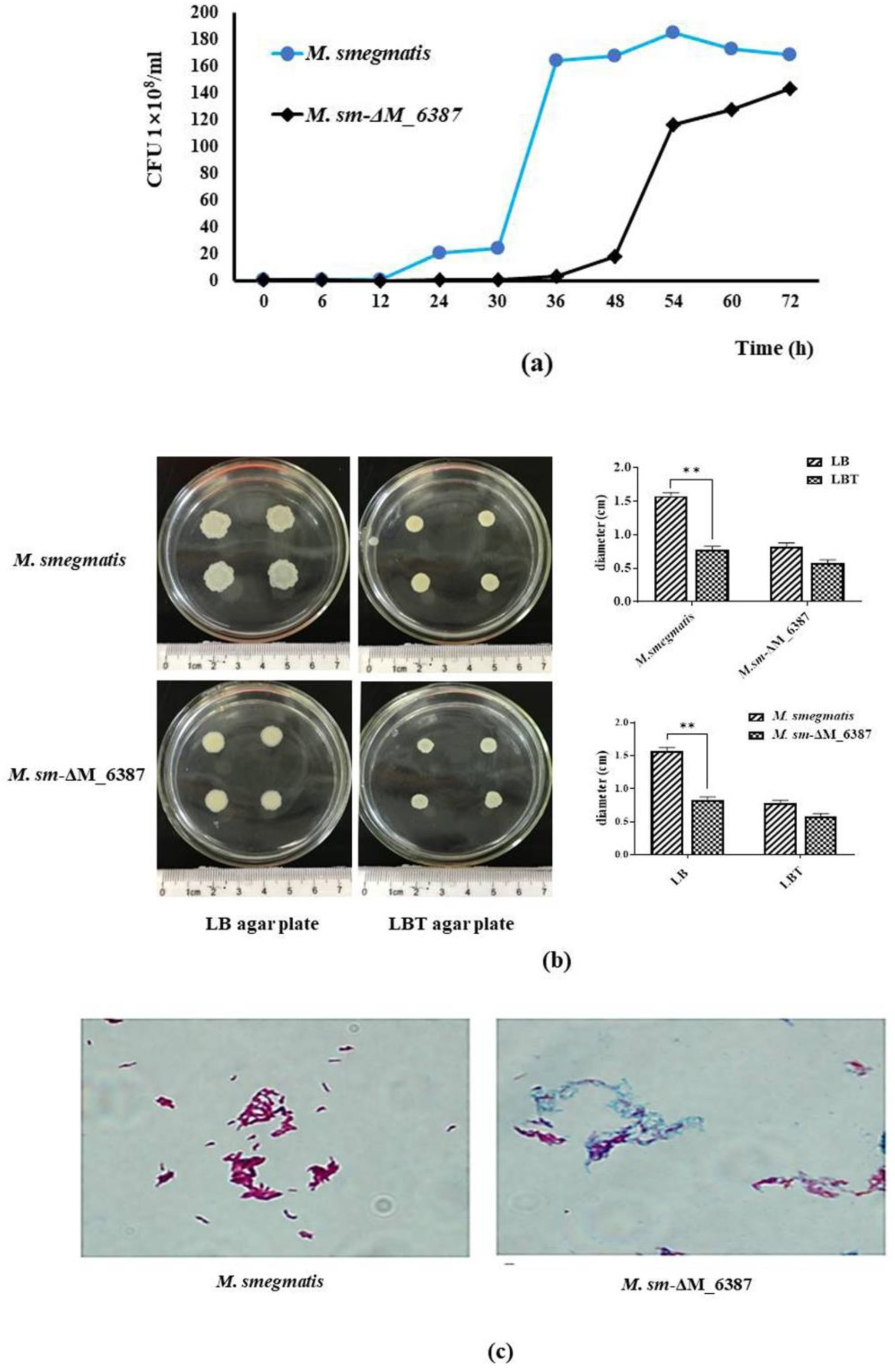 Cells 11 00361 g003a Cells 11 00361 g003a