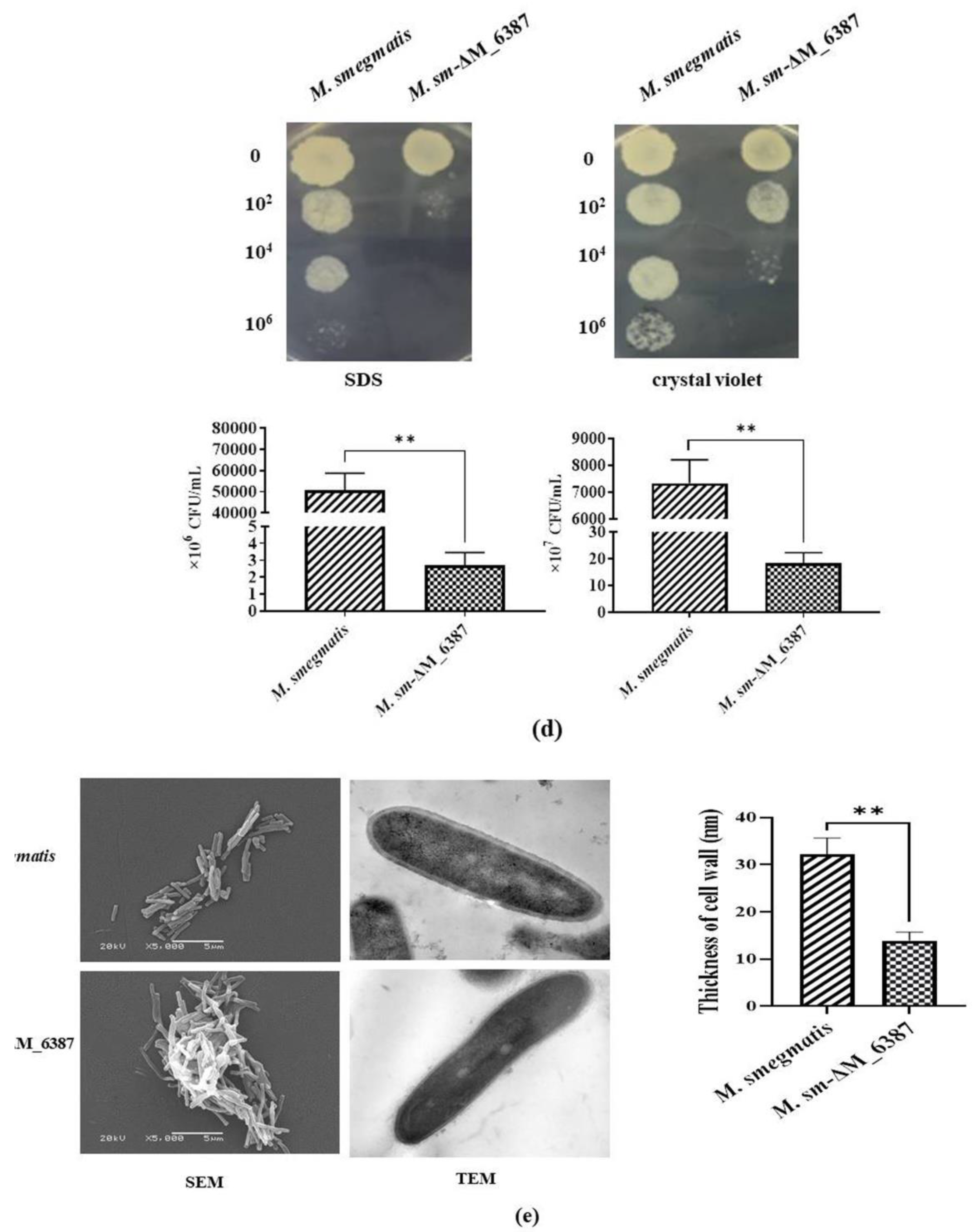 Cells 11 00361 g003b Cells 11 00361 g003b