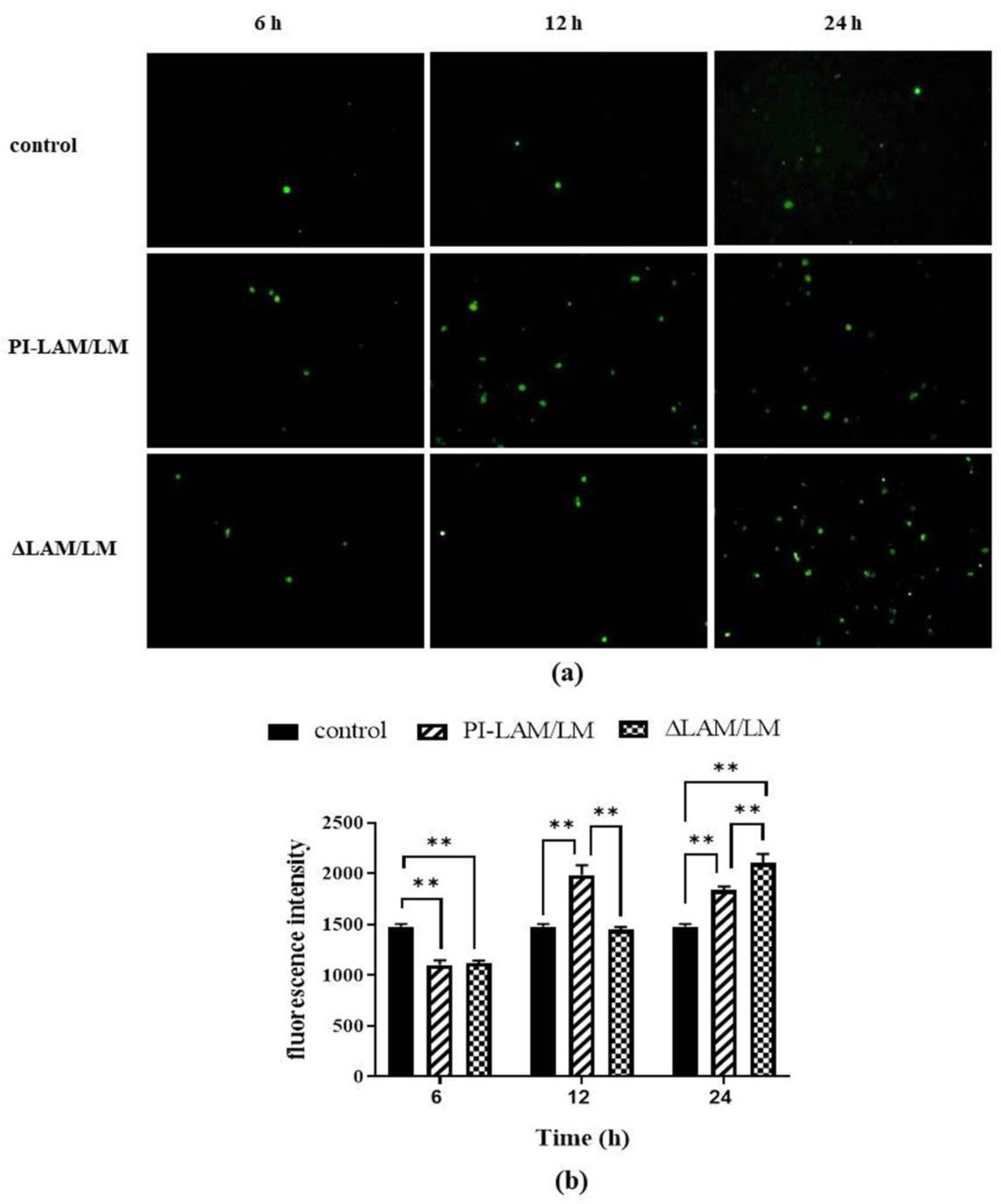 Cells 11 00361 g006 Cells 11 00361 g006
