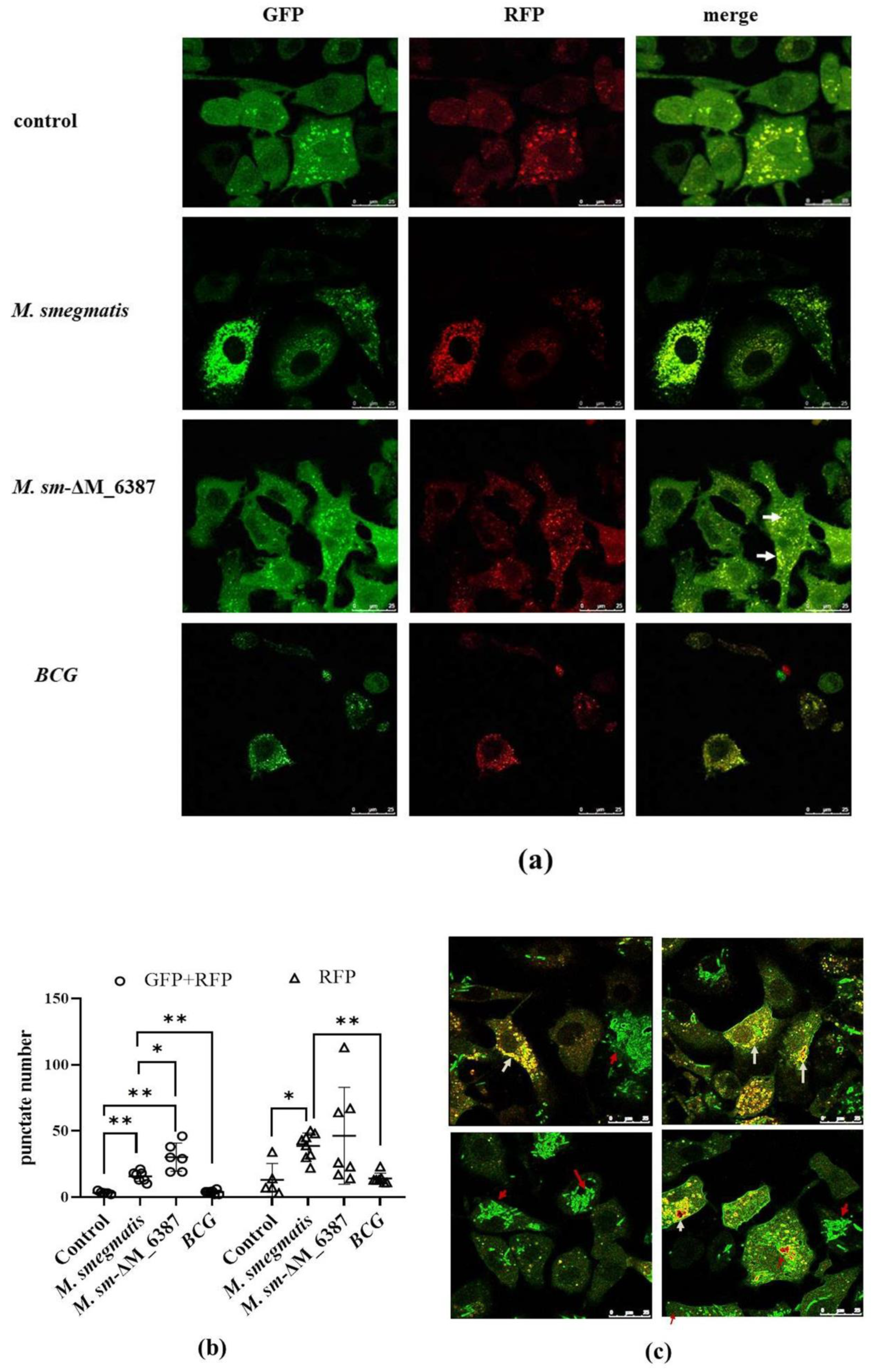 Cells 11 00361 g007 Cells 11 00361 g007