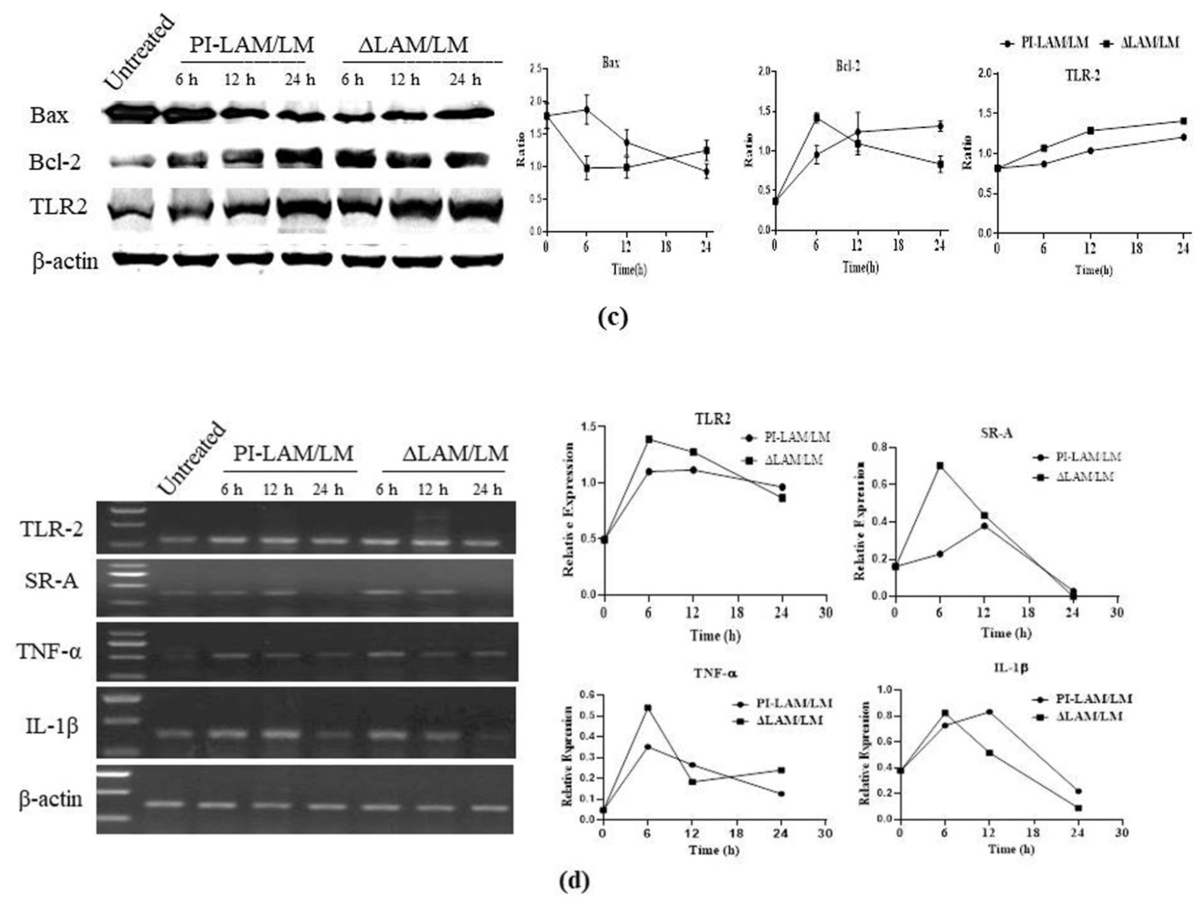 Cells 11 00361 g008b Cells 11 00361 g008b