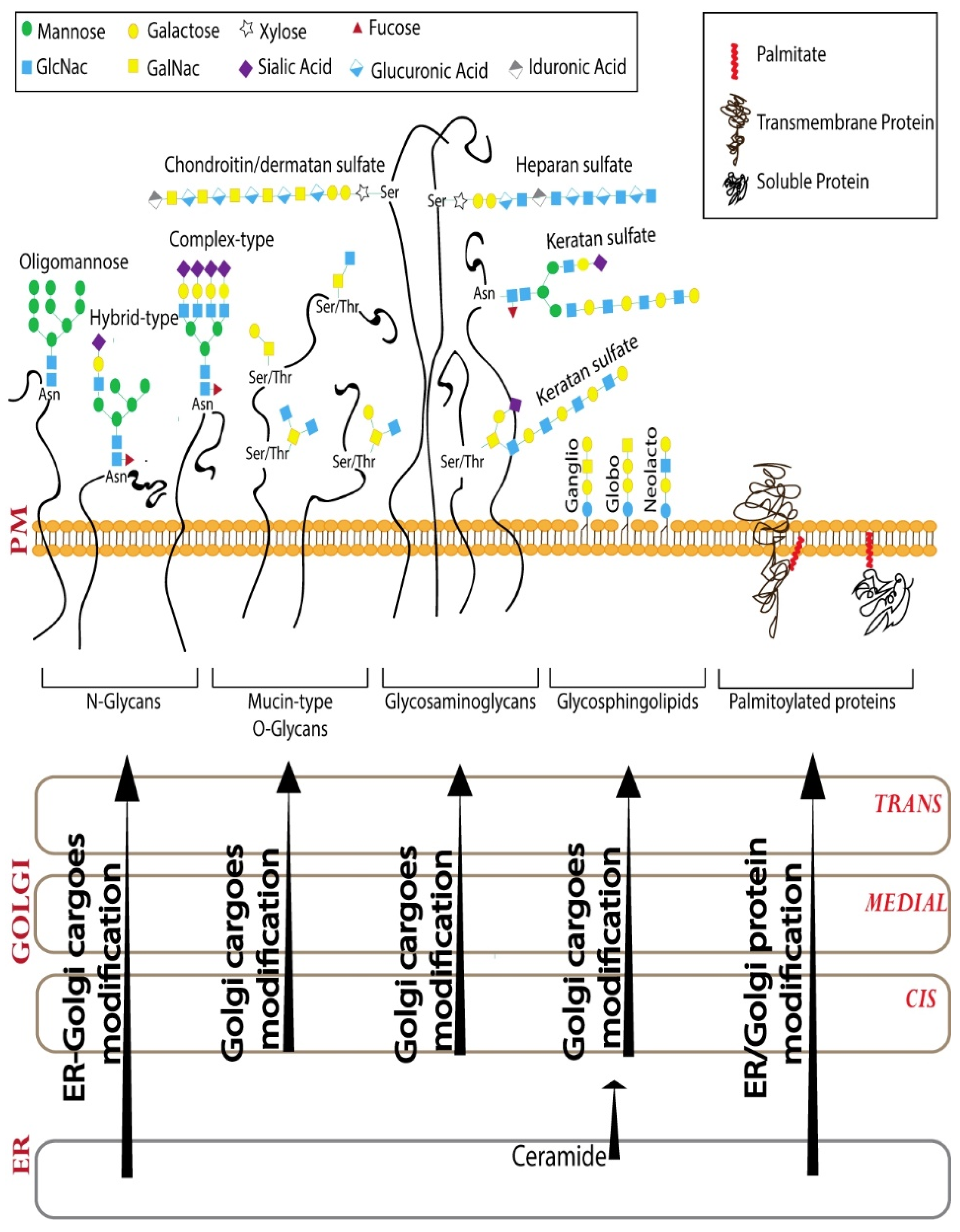 Golgi Apparatus Regulates Plasma Membrane ... Biology Diagrams