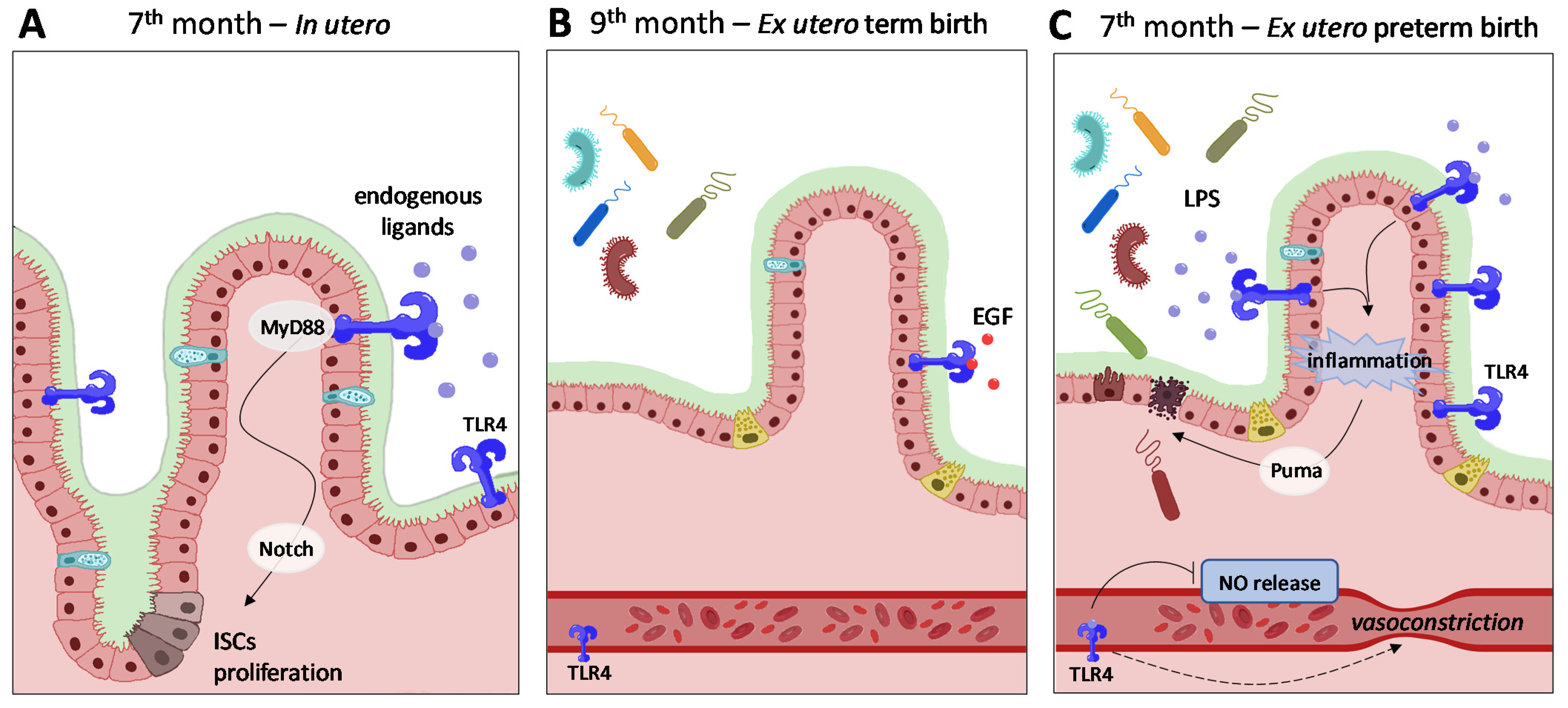 Cells 11 00379 g002 Cells 11 00379 g002