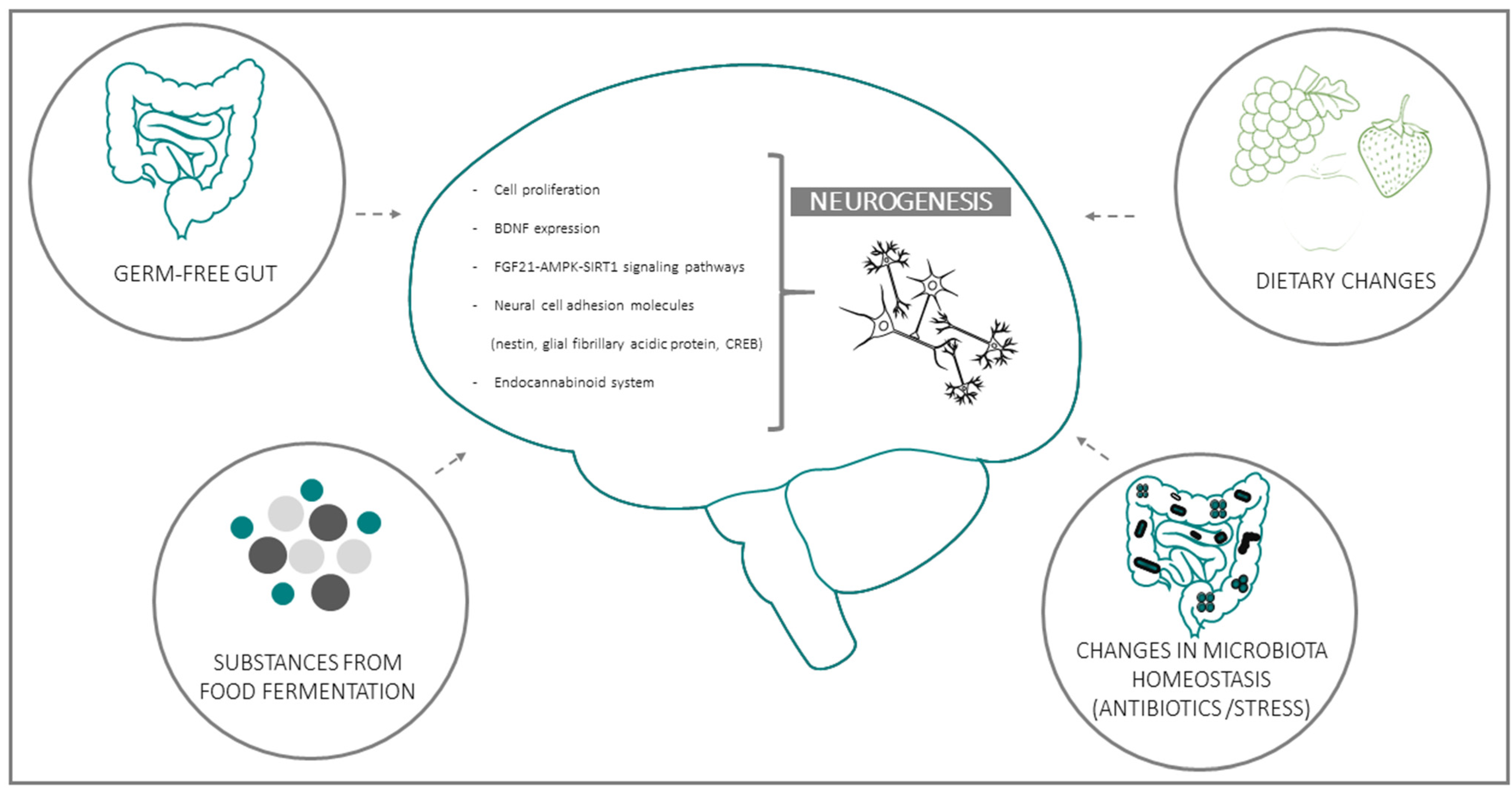 Cells | Free Full-Text | The Influence of Gut Microbiota on