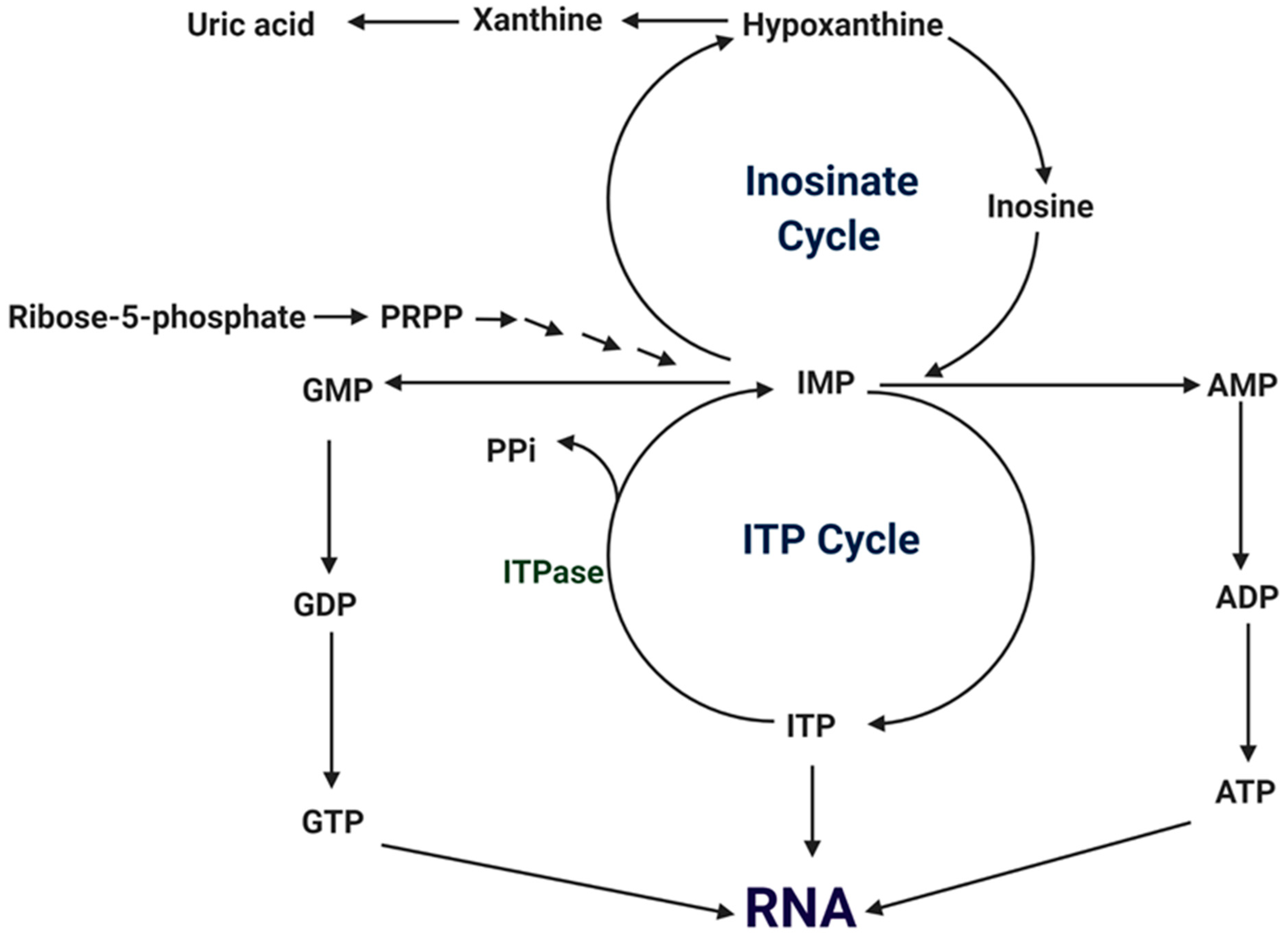 Cells 11 00384 g003 Cells 11 00384 g003