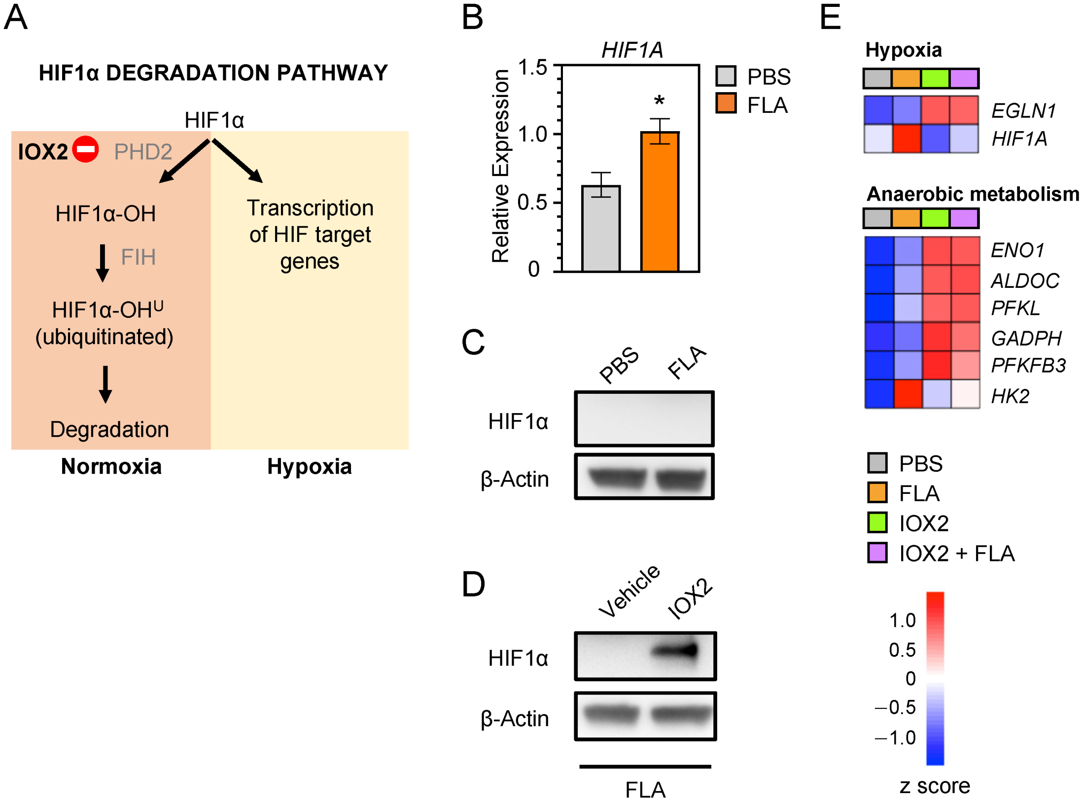 Cells 11 00391 g001 550