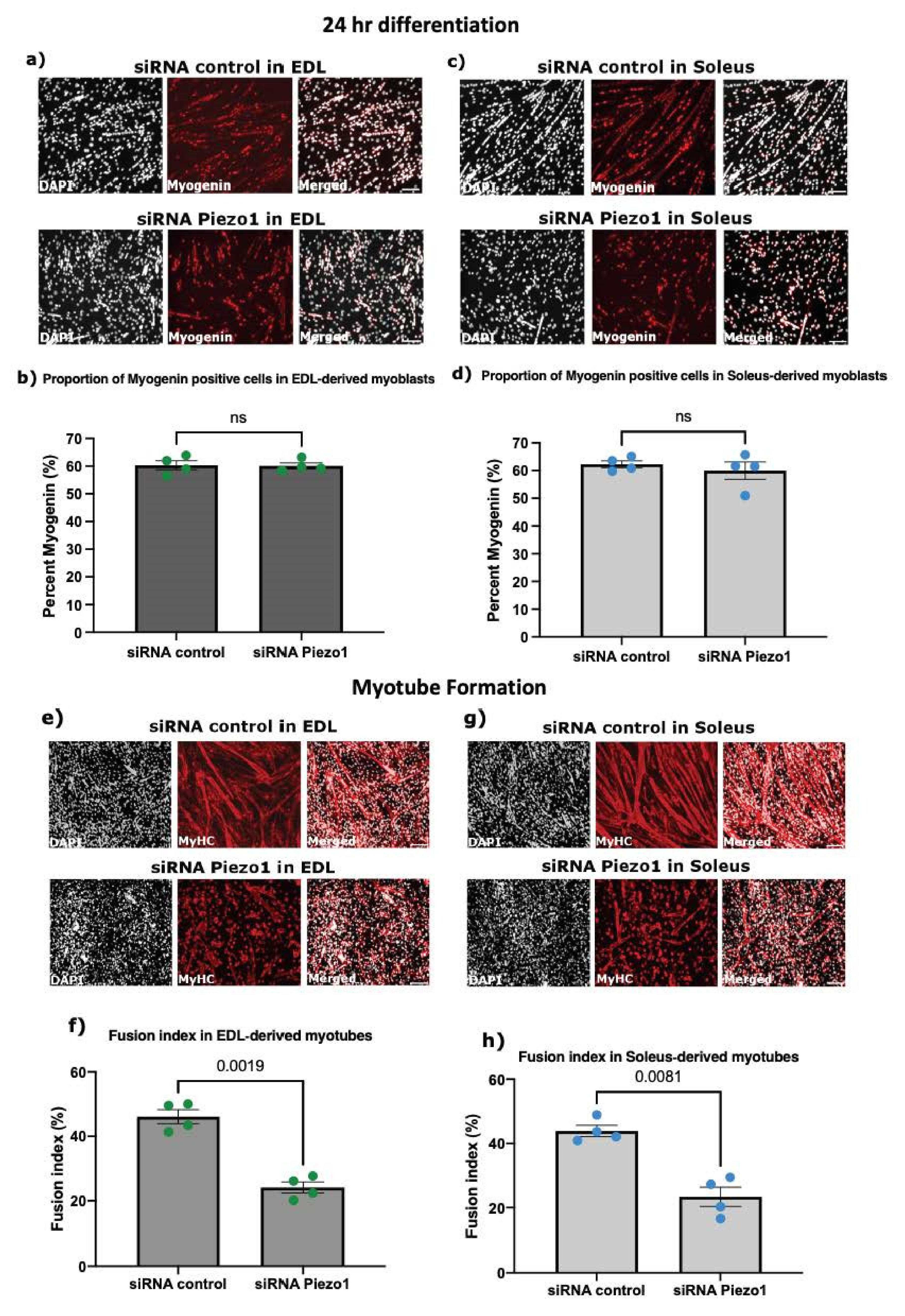 Cells 11 00393 g003a