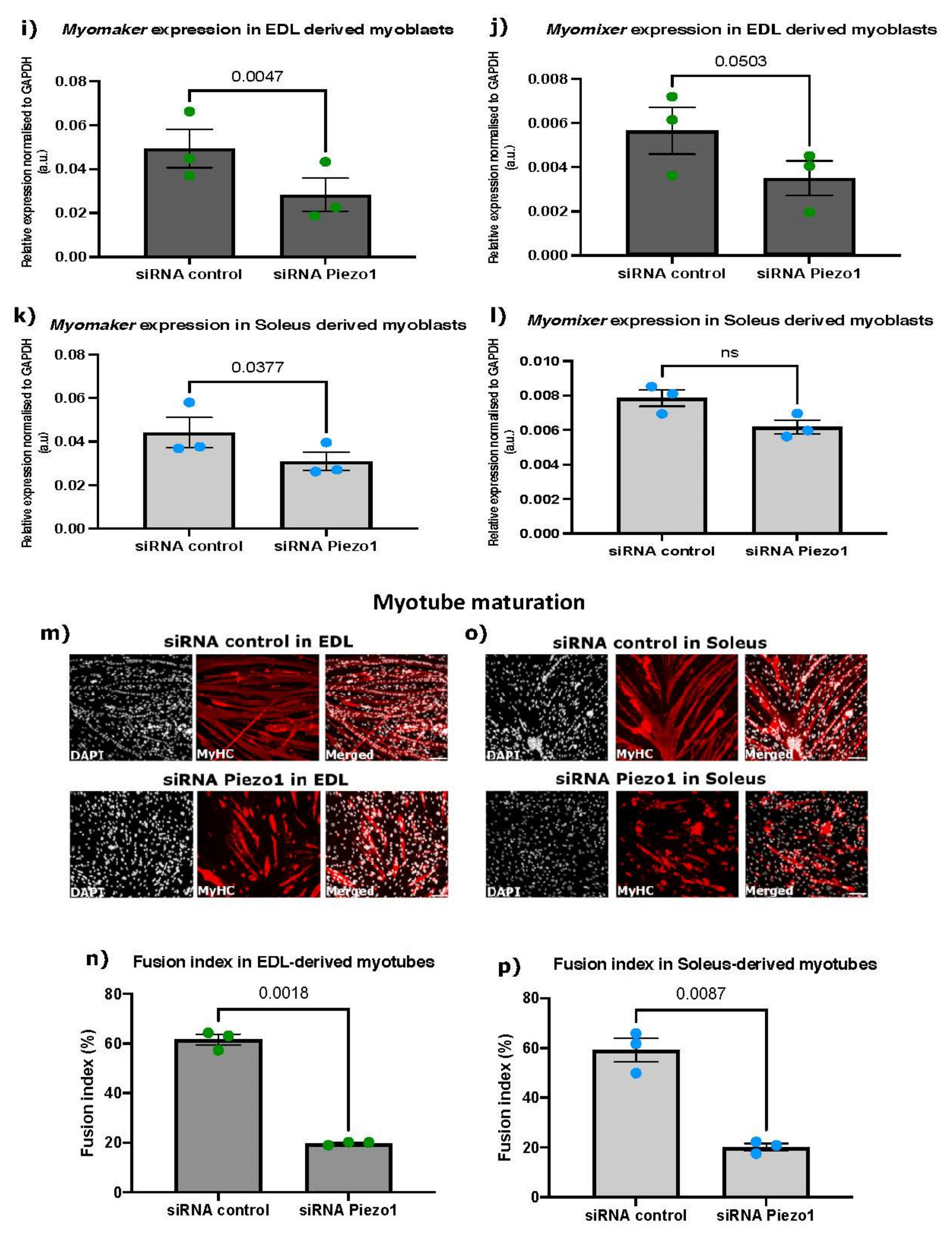 Cells 11 00393 g003b