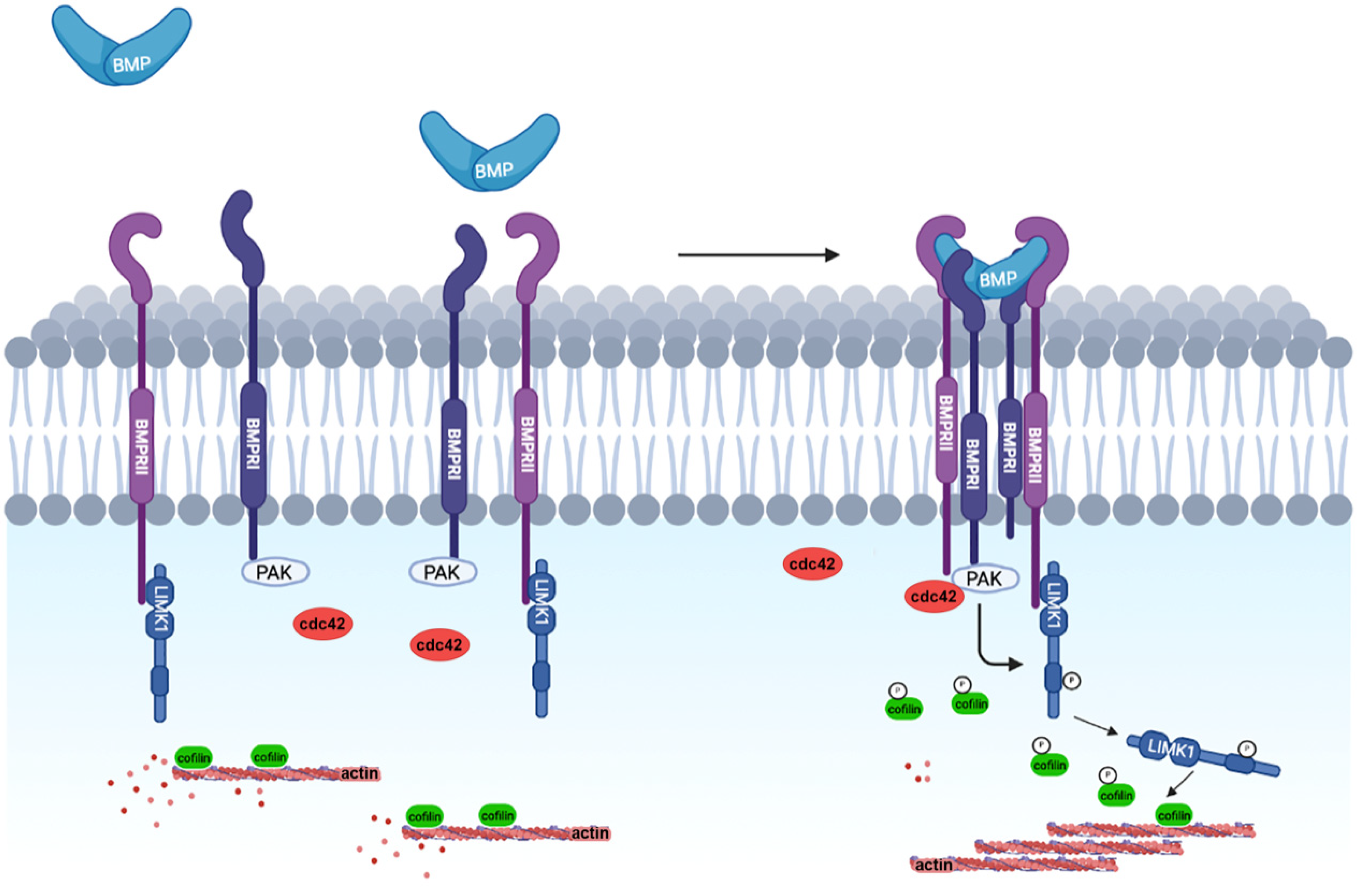 Cells 11 00403 g001 Cells 11 00403 g001