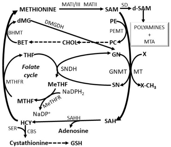 Cells | Free Full-Text | S-Adenosylmethionine: From the Discovery 
