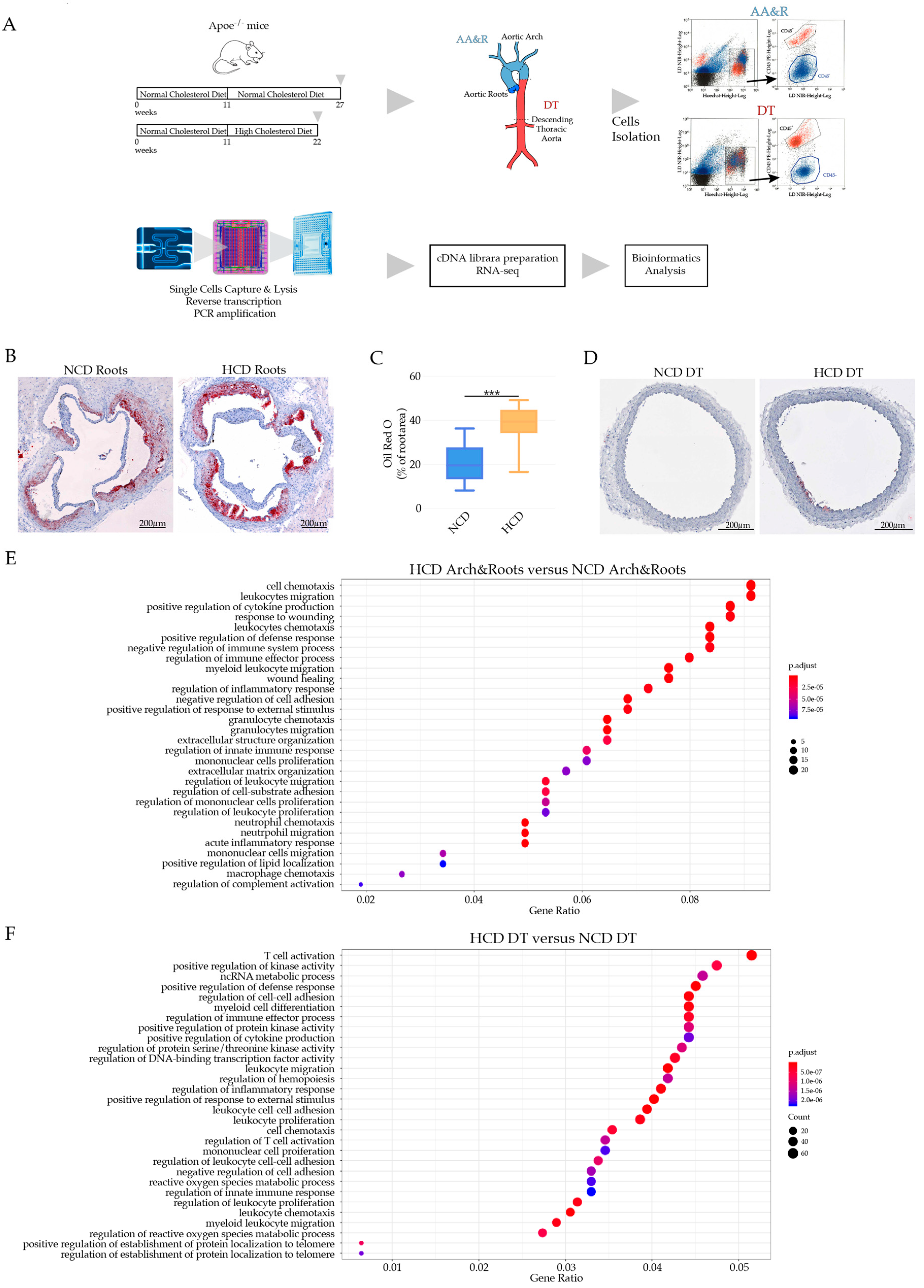 Cells 11 00411 g001 Cells 11 00411 g001