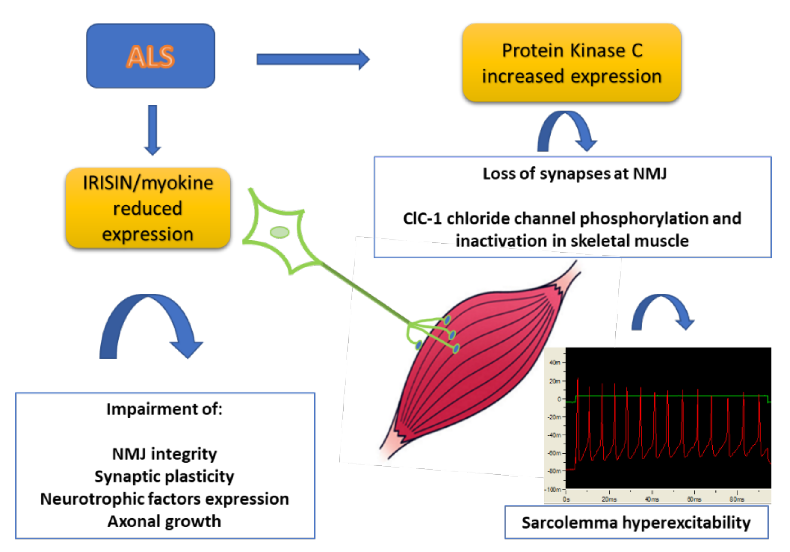 Cells 11 00415 g001 550