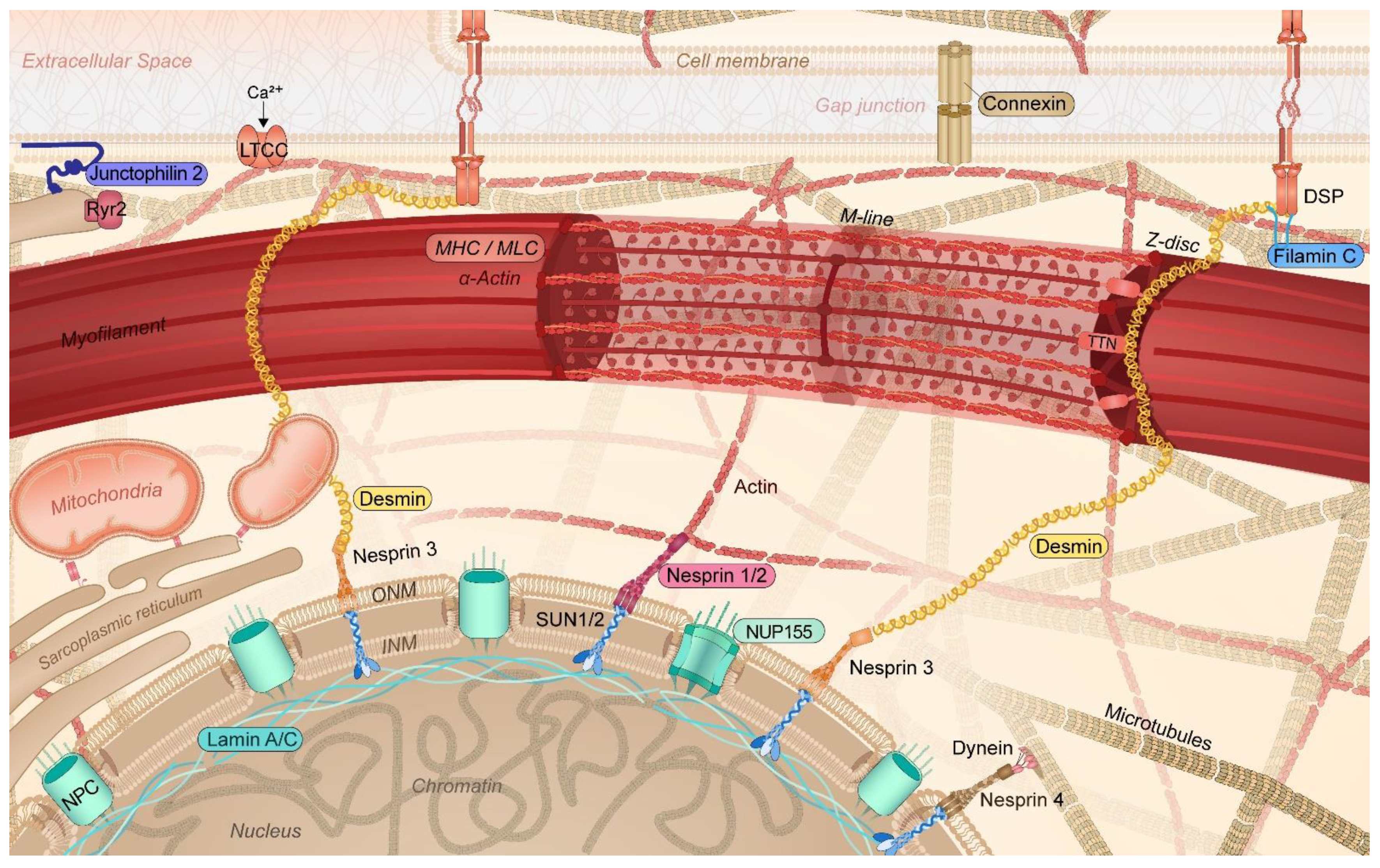 Cells 11 00416 g002 Cells 11 00416 g002