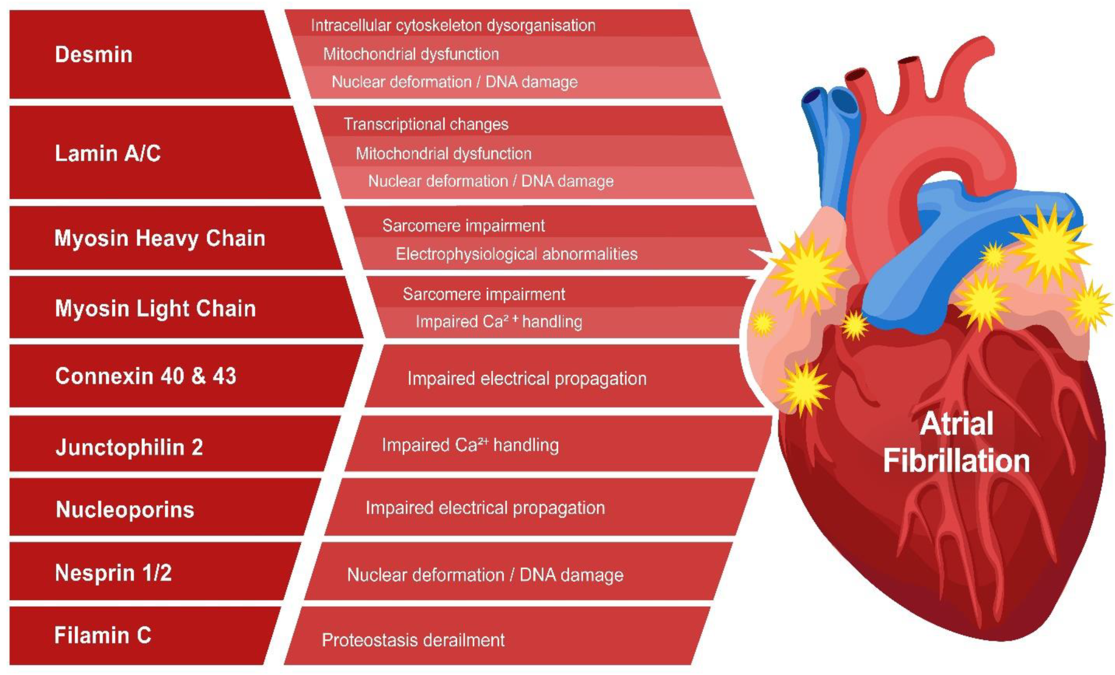 Cells 11 00416 g003 Cells 11 00416 g003