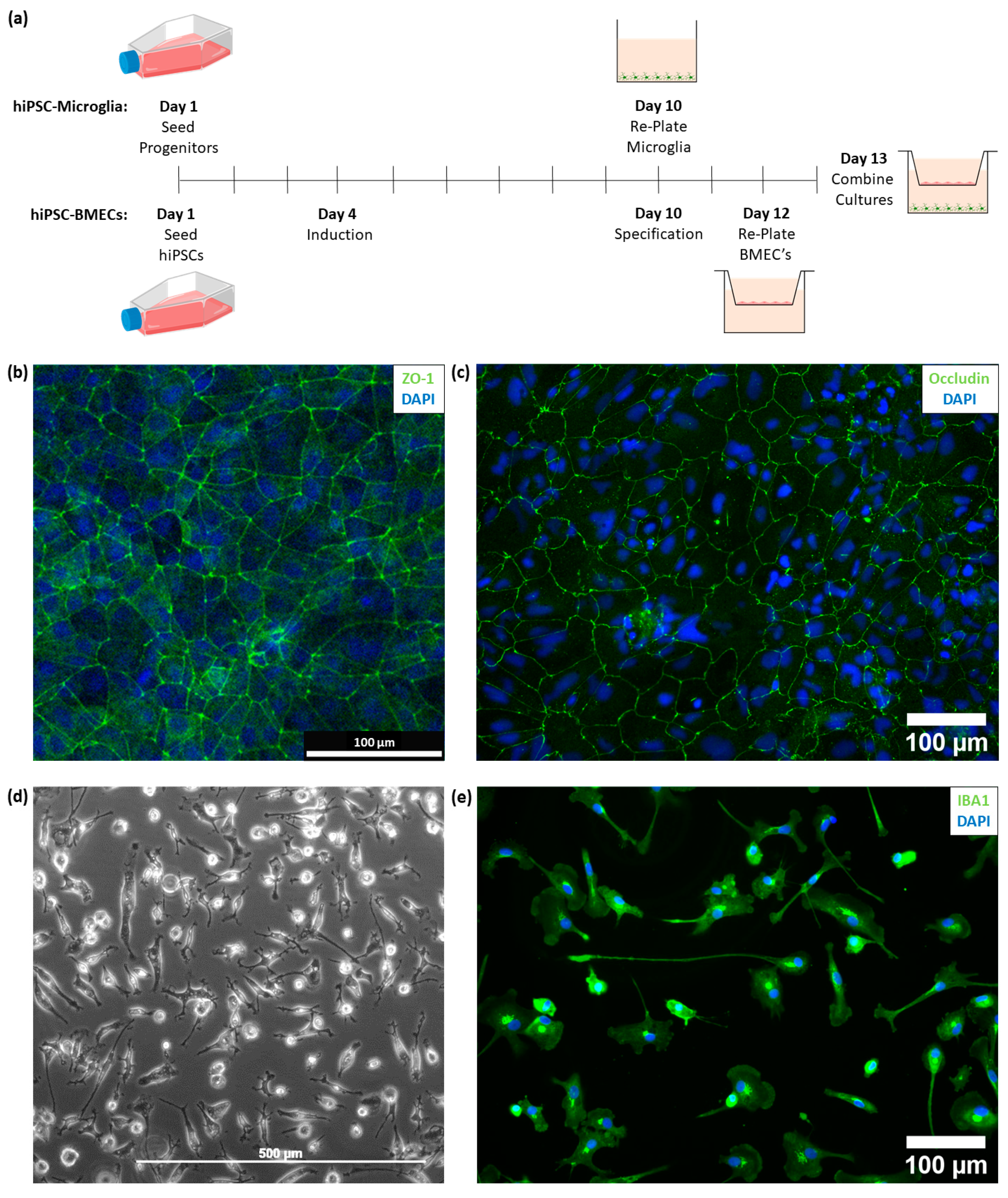 Cells 11 00419 g001 550