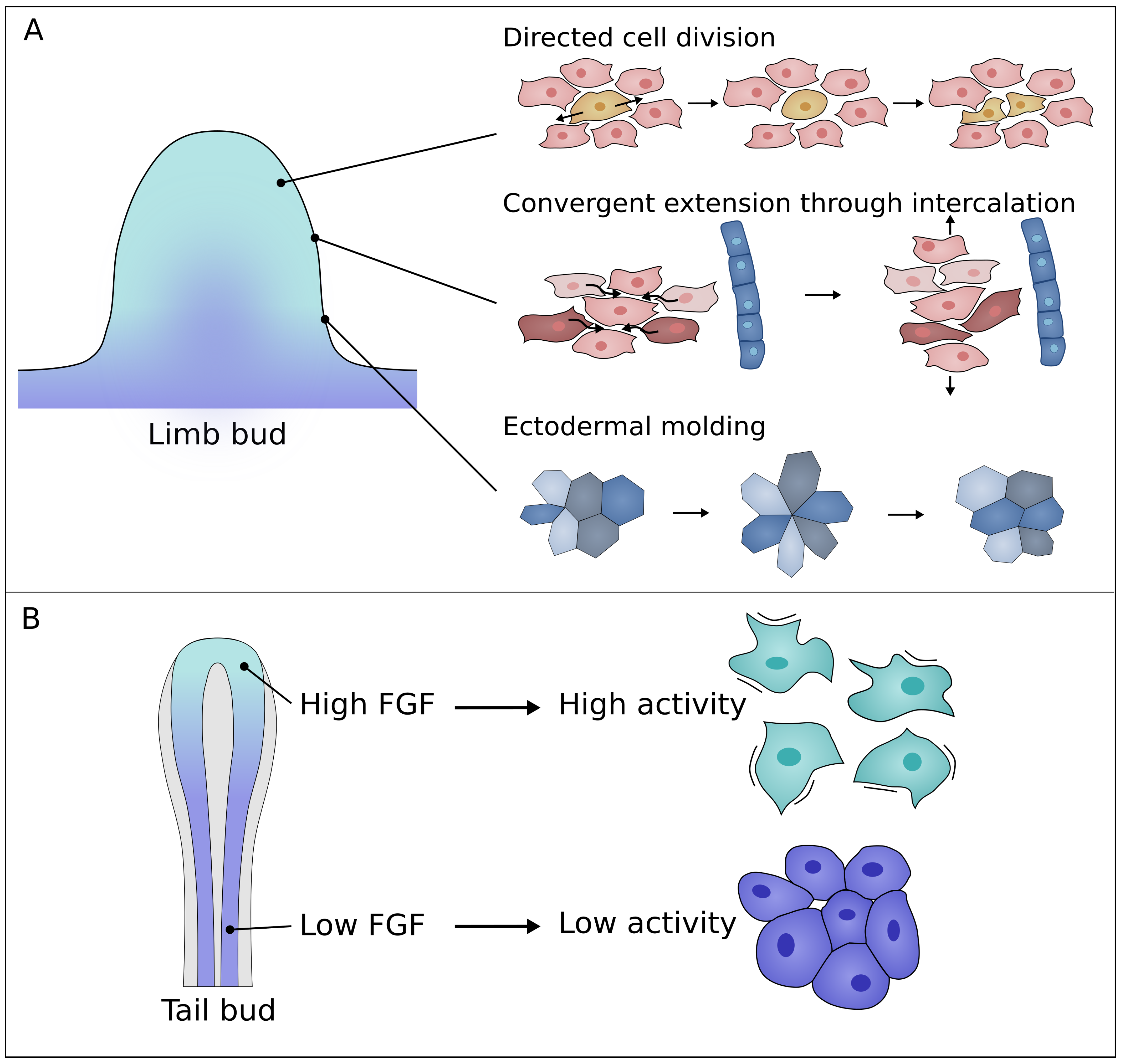 Cells Free Full Text Mechanical Regulation Of Limb Bud Formation