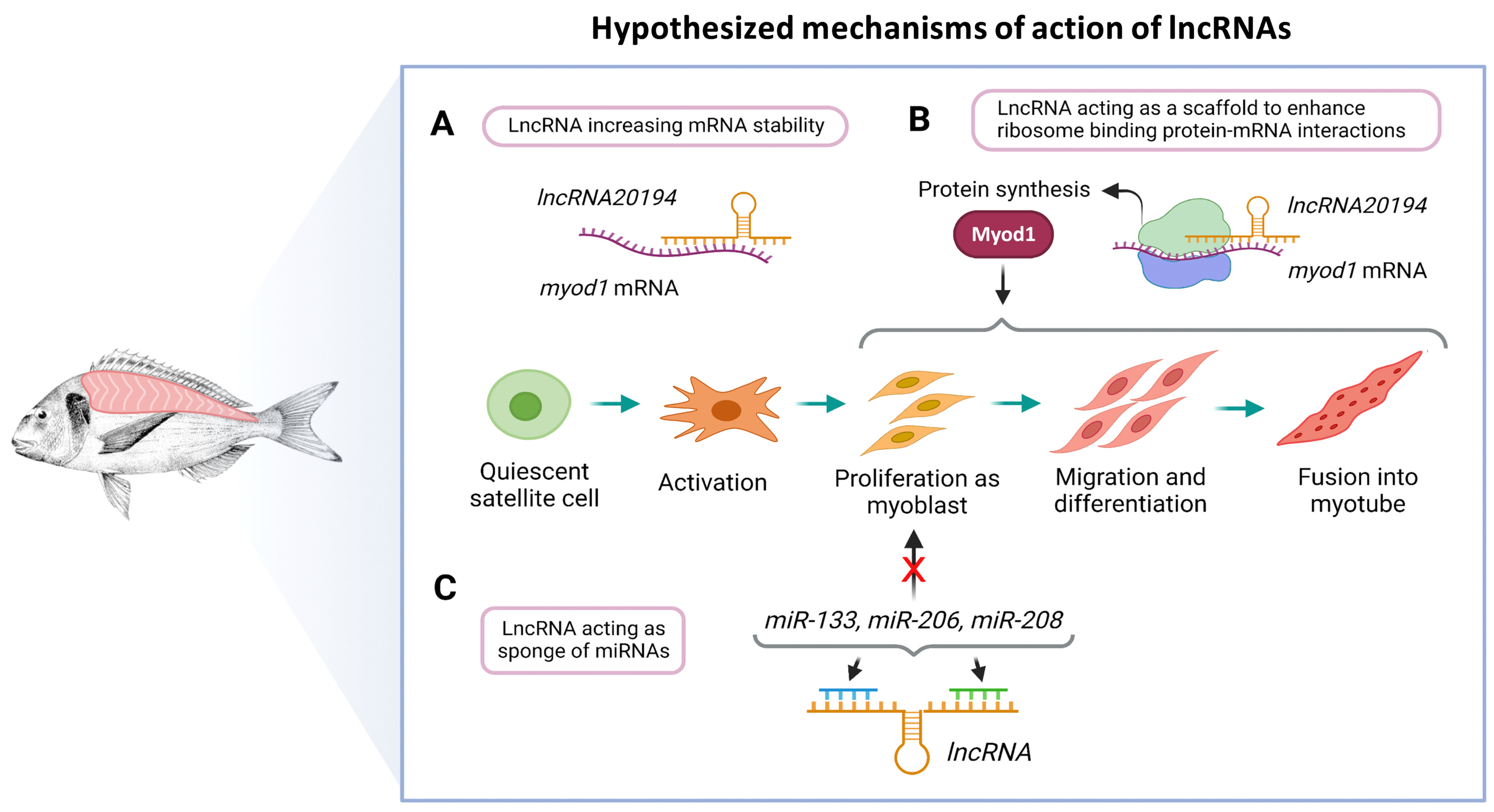 Cells 11 00428 g008 Cells 11 00428 g008