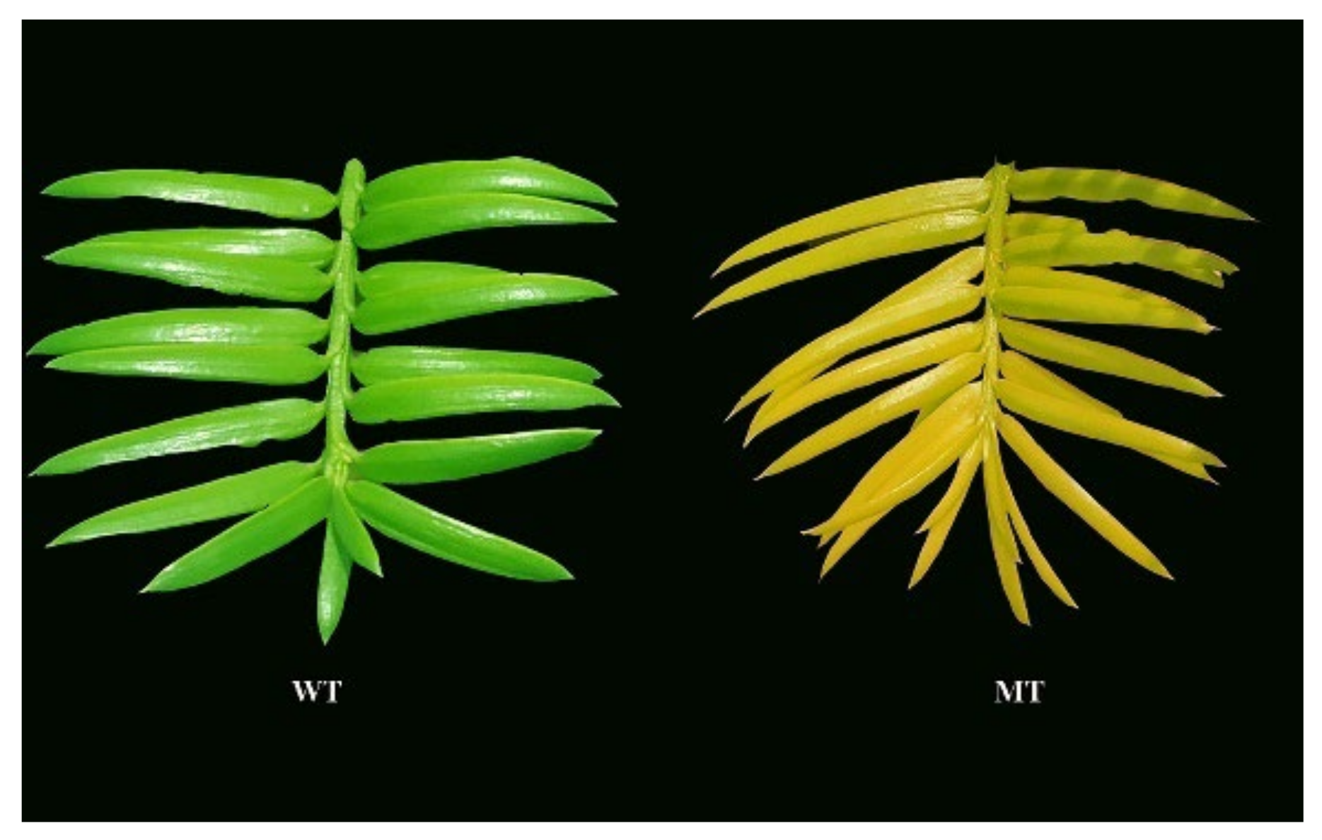 Cells 11 00431 g001 Cells 11 00431 g001