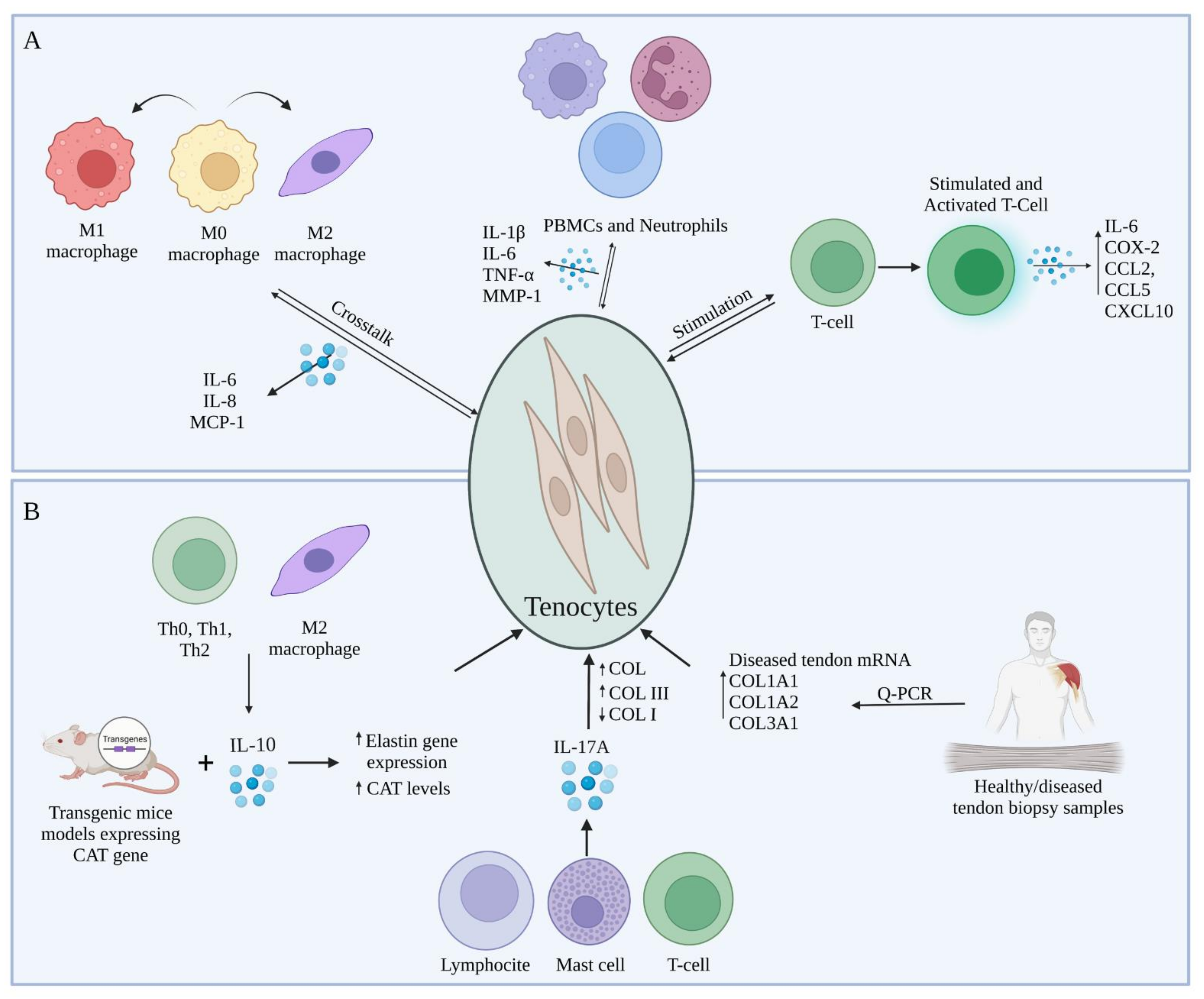 Cells 11 00434 g002 550