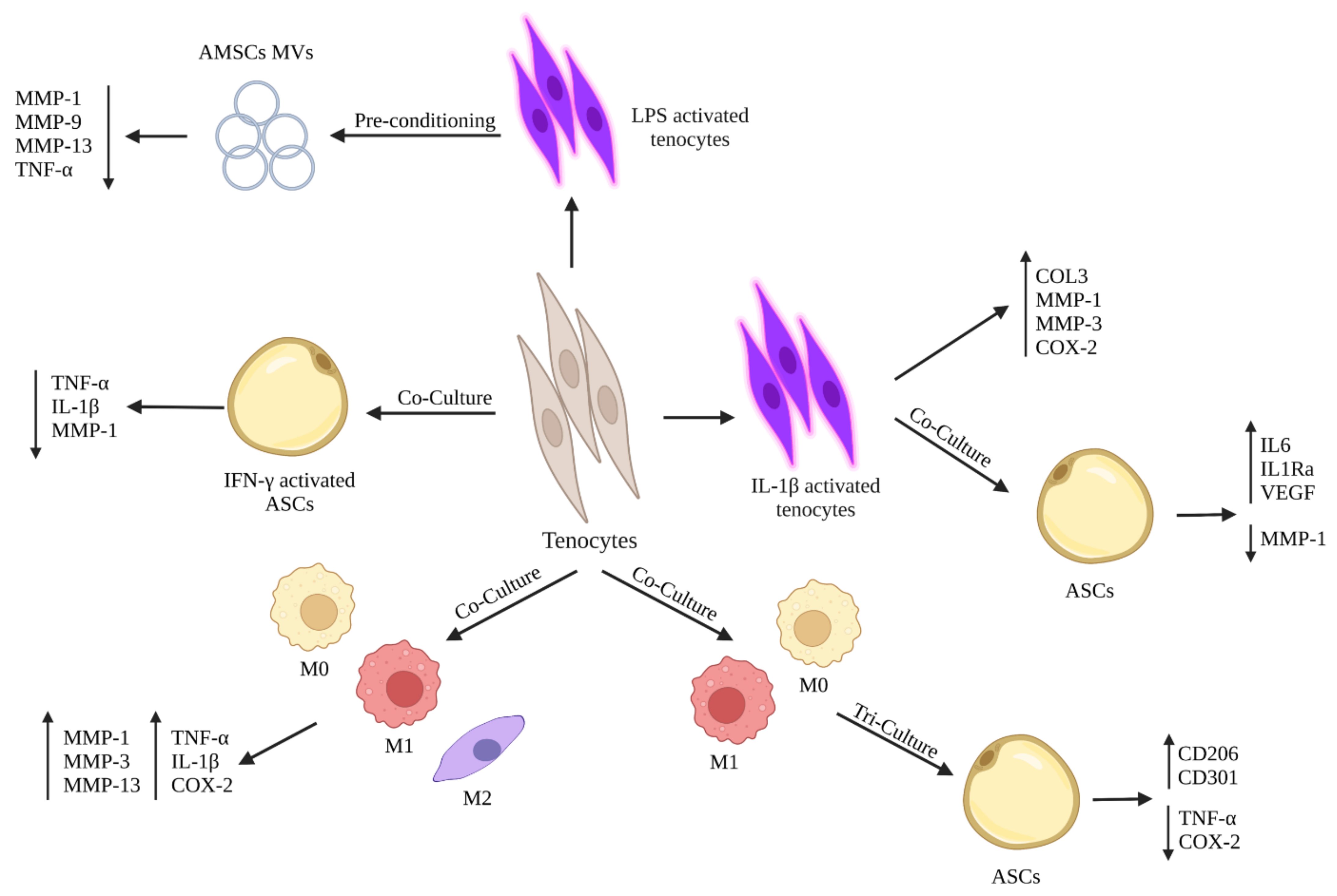 Cells 11 00434 g003 550