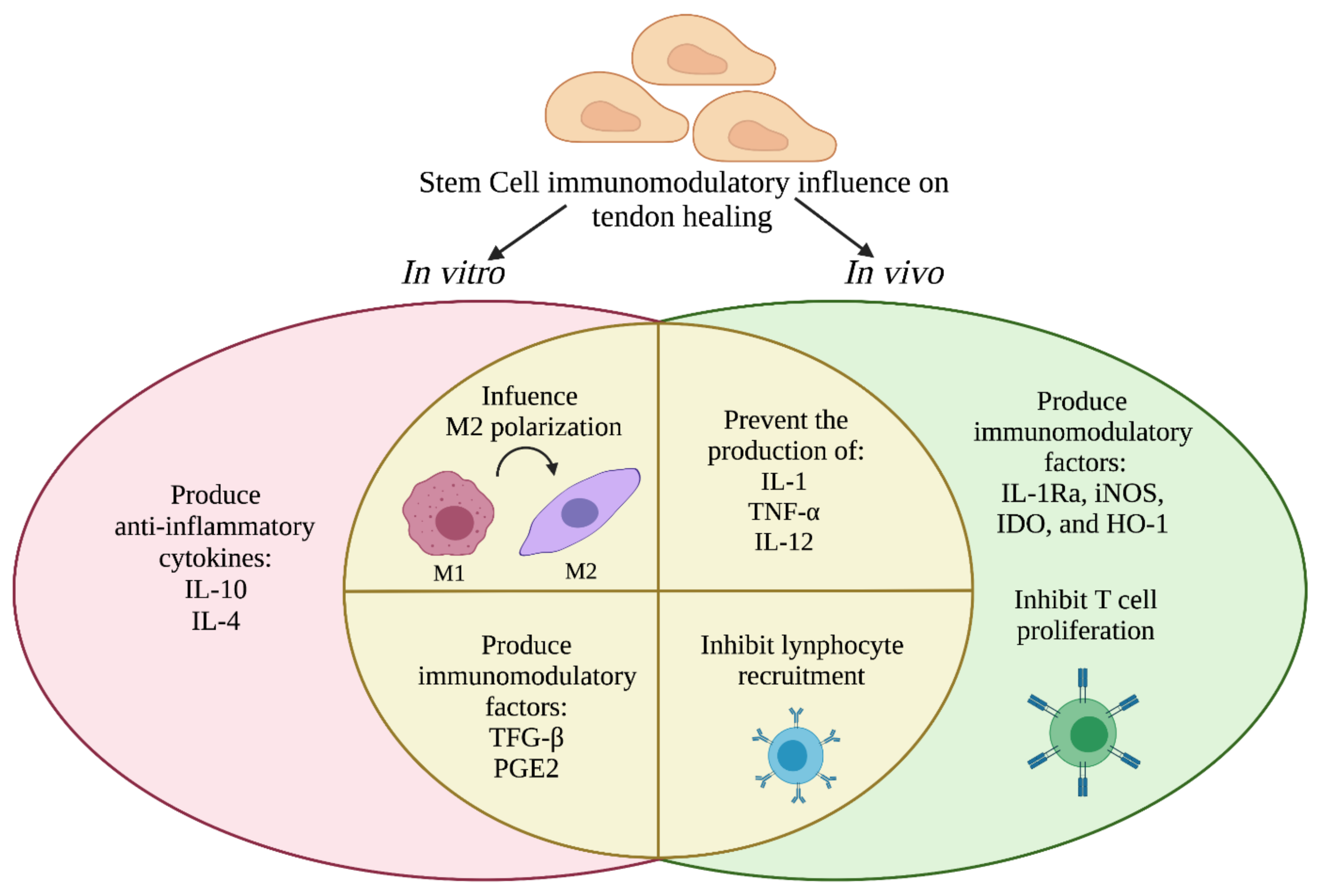 Cells 11 00434 g004 550