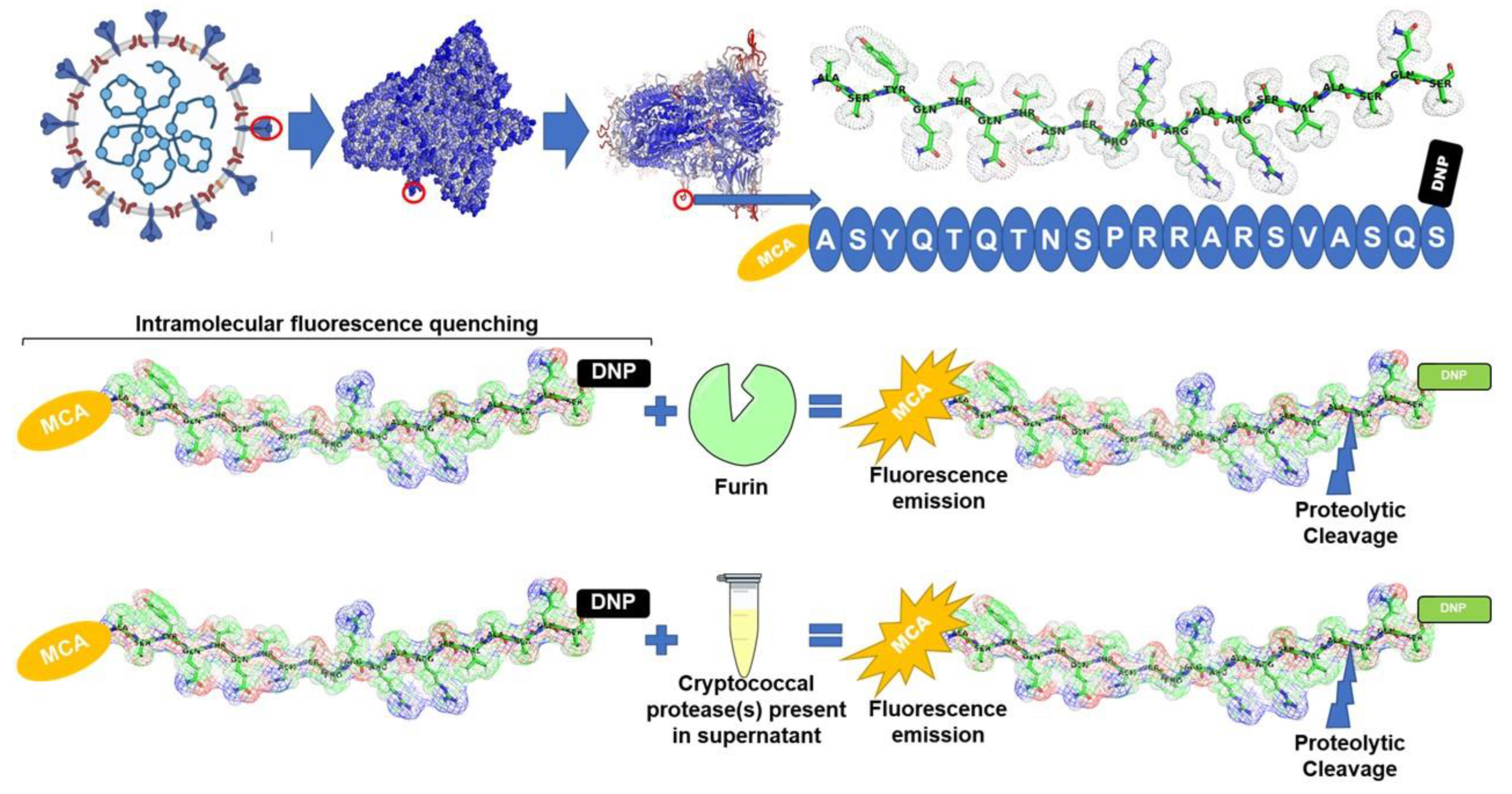 Cells 11 00437 g002 Cells 11 00437 g002