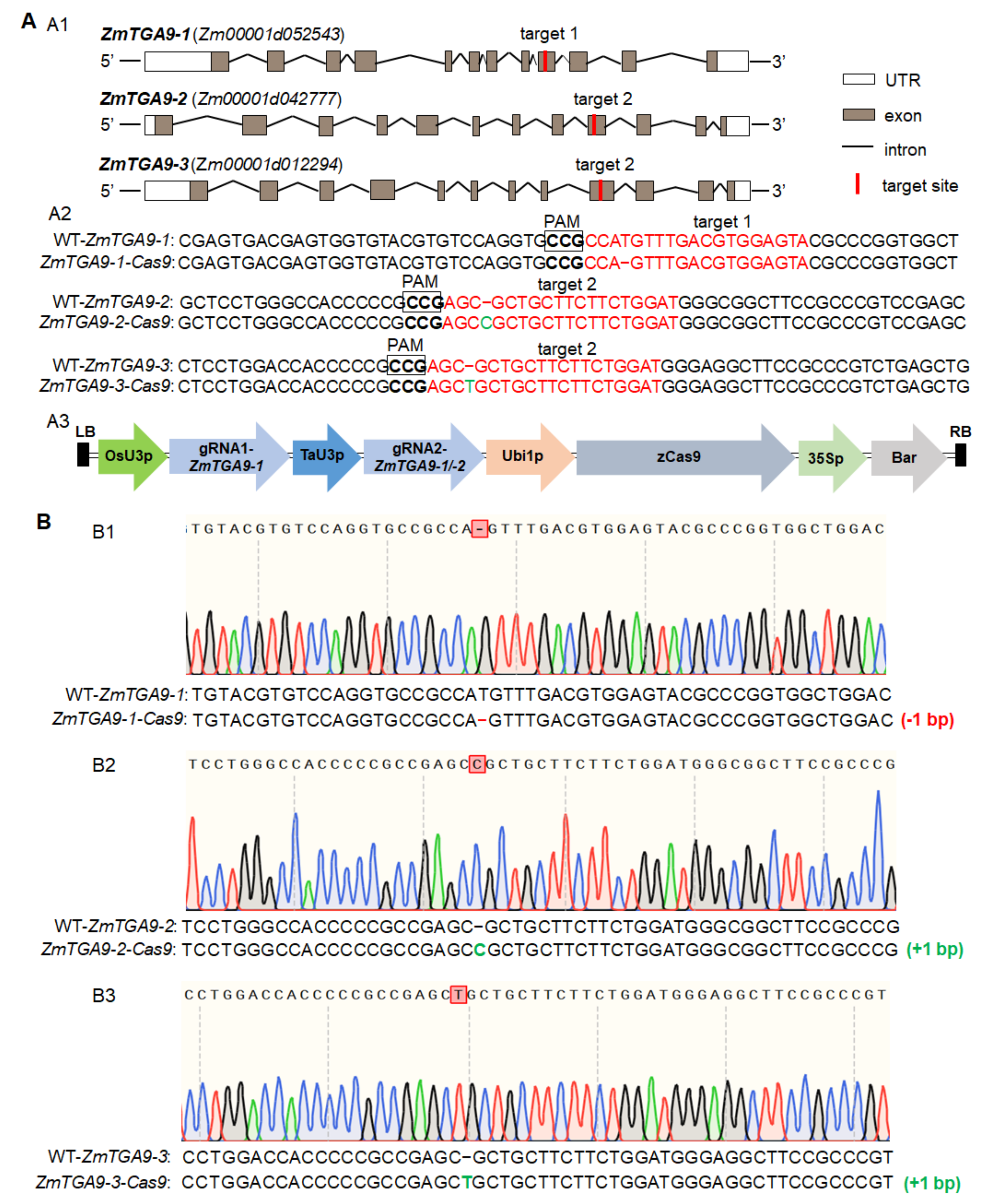 Cells 11 00439 g001 Cells 11 00439 g001