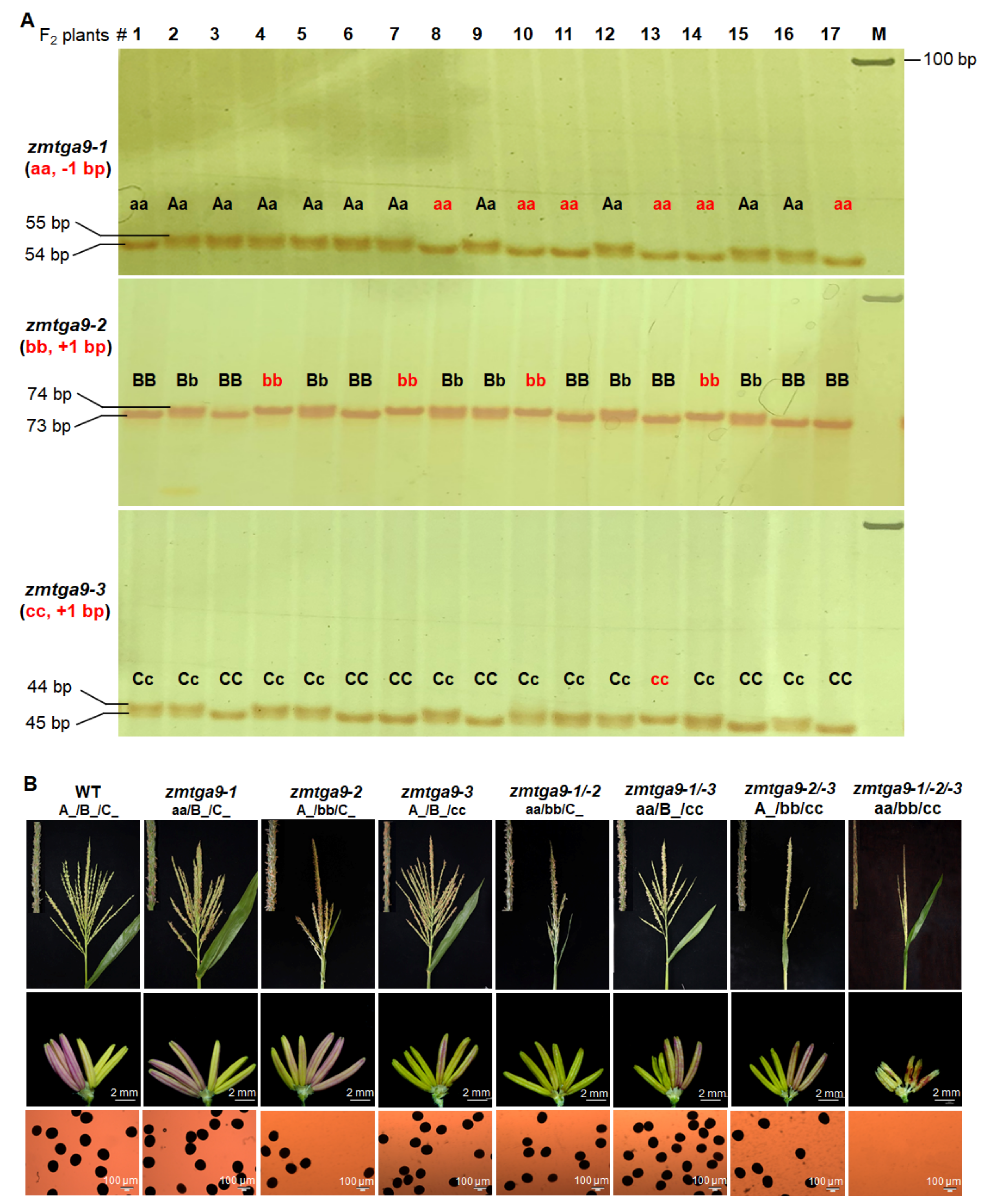 Cells 11 00439 g002 Cells 11 00439 g002
