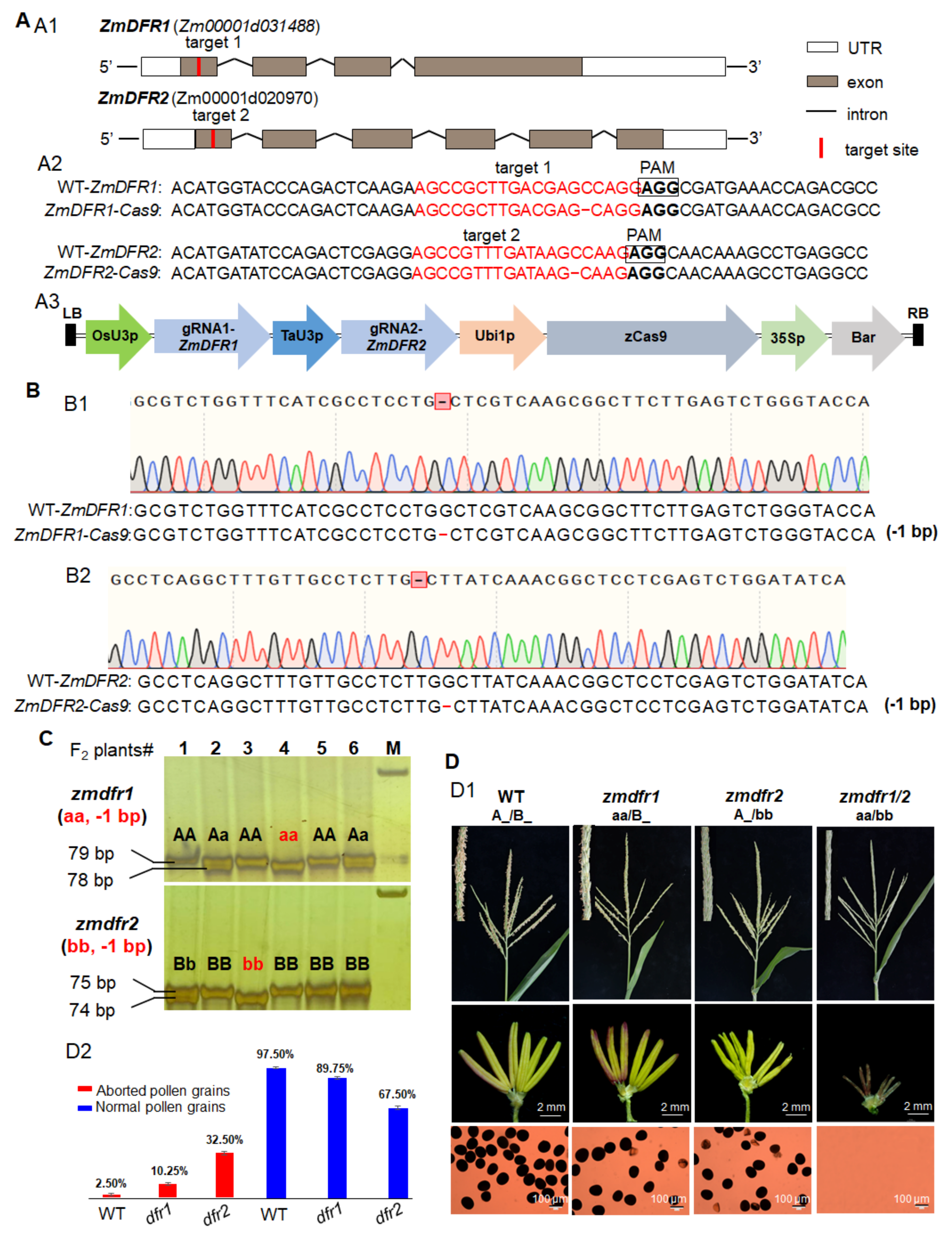 Cells 11 00439 g003 Cells 11 00439 g003