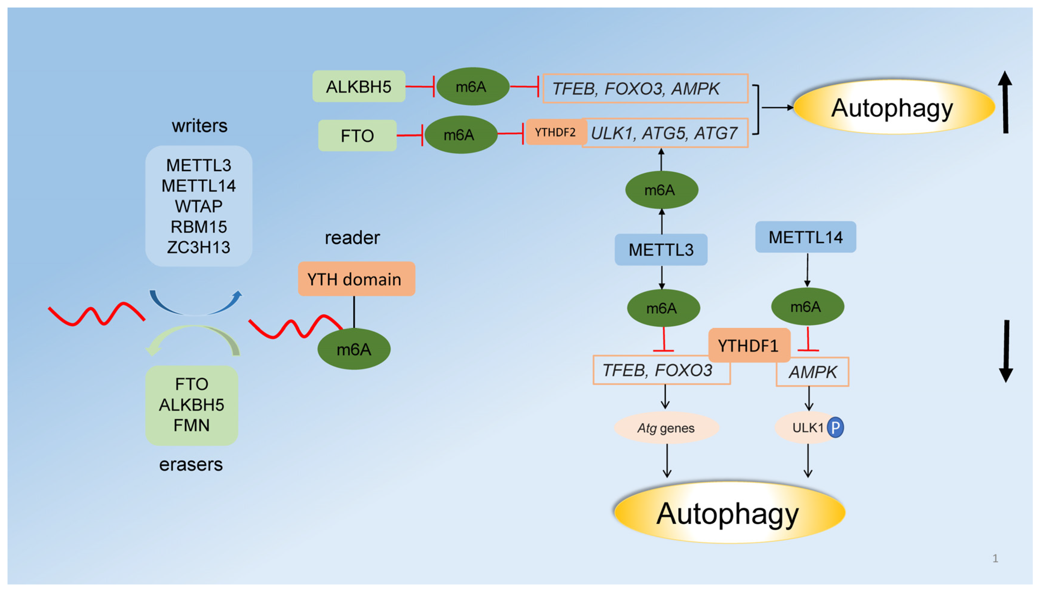 Transcriptional and Post-Transcriptional ... Biology Diagrams