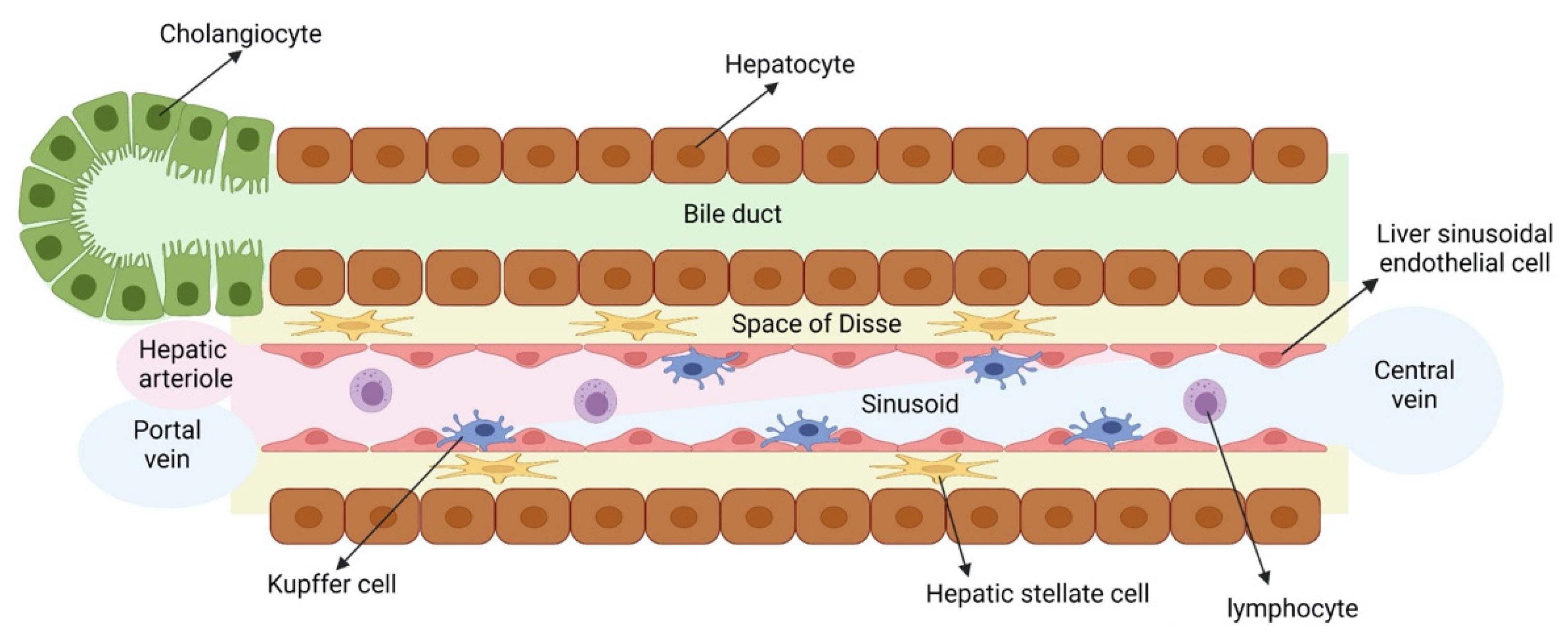 Cells 11 00442 g001 550