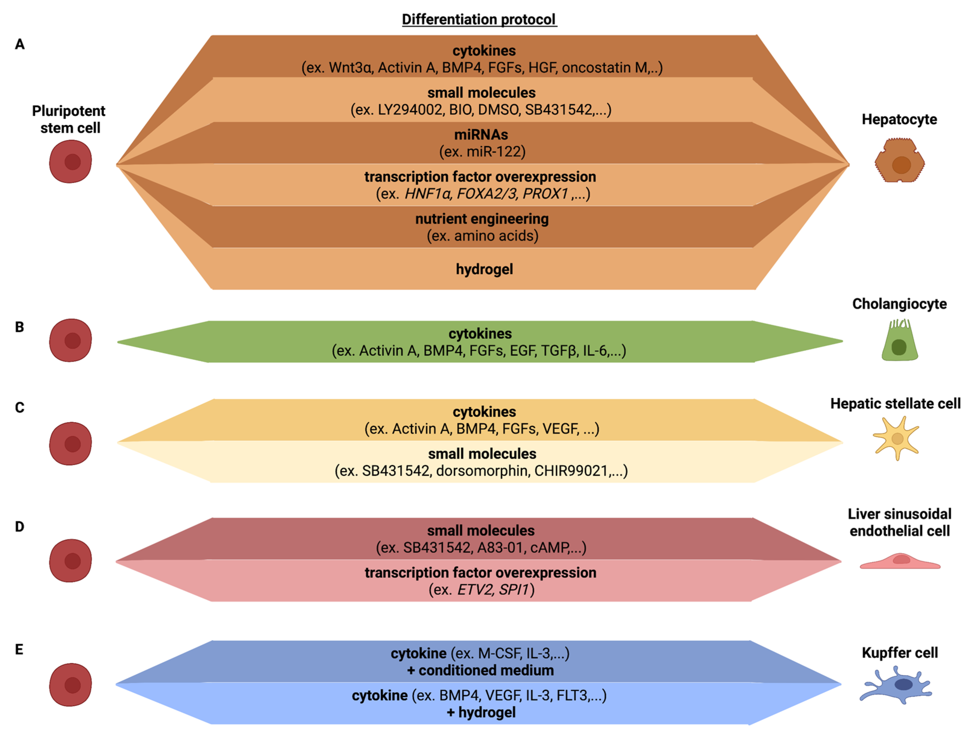Cells 11 00442 g002 550