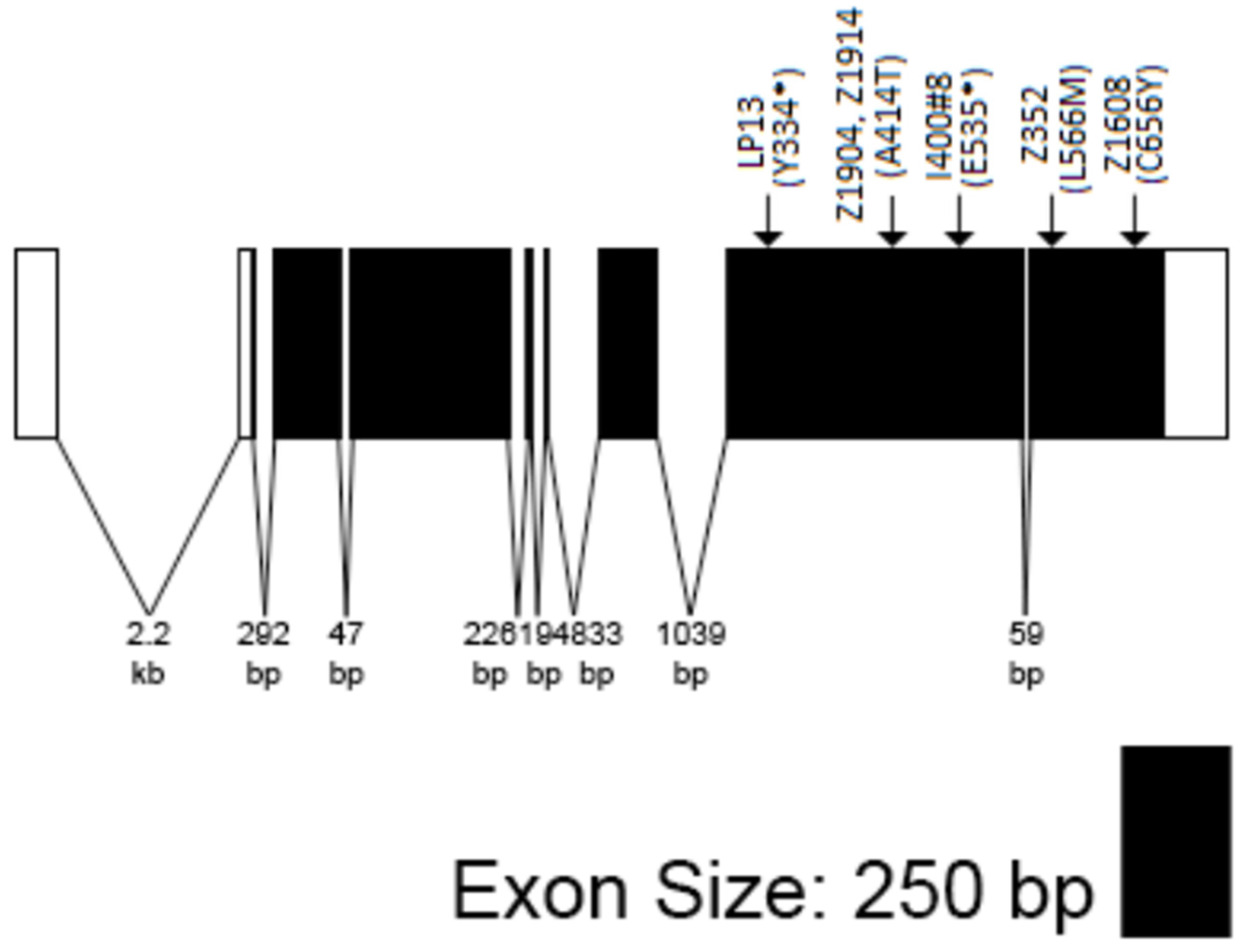 Cells 11 00448 g004 Cells 11 00448 g004