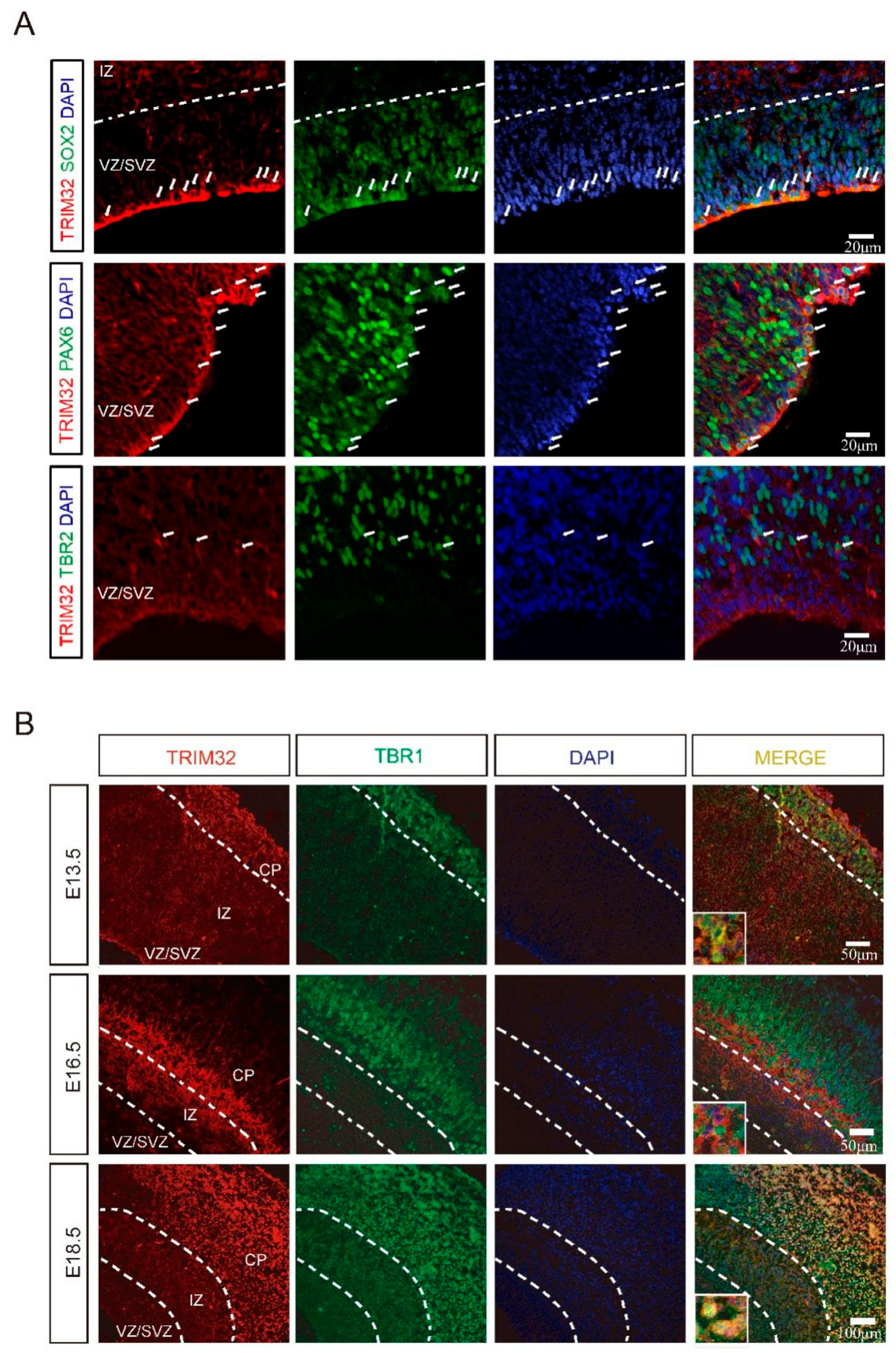 Cells 11 00449 g001 550