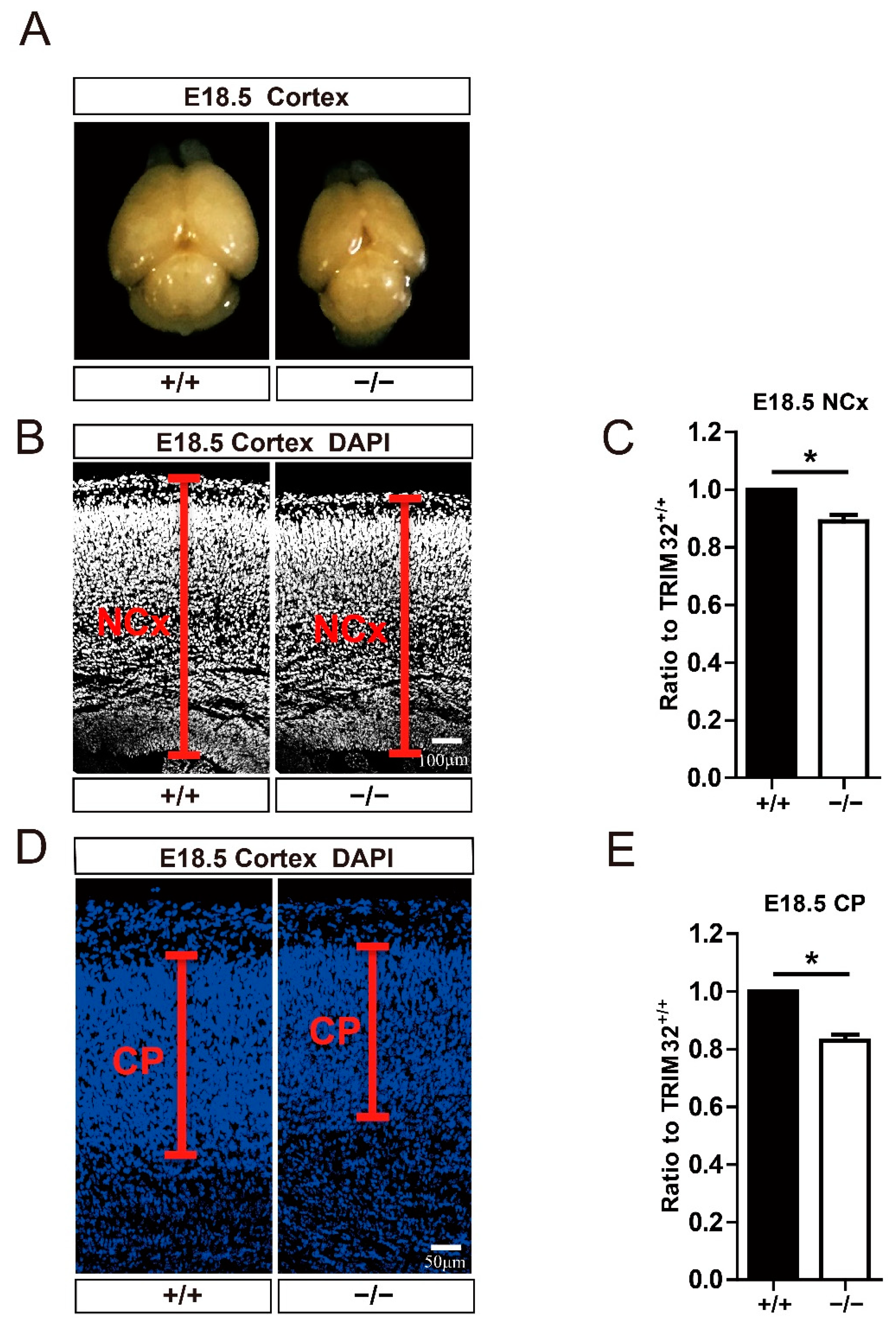 Cells 11 00449 g002 550