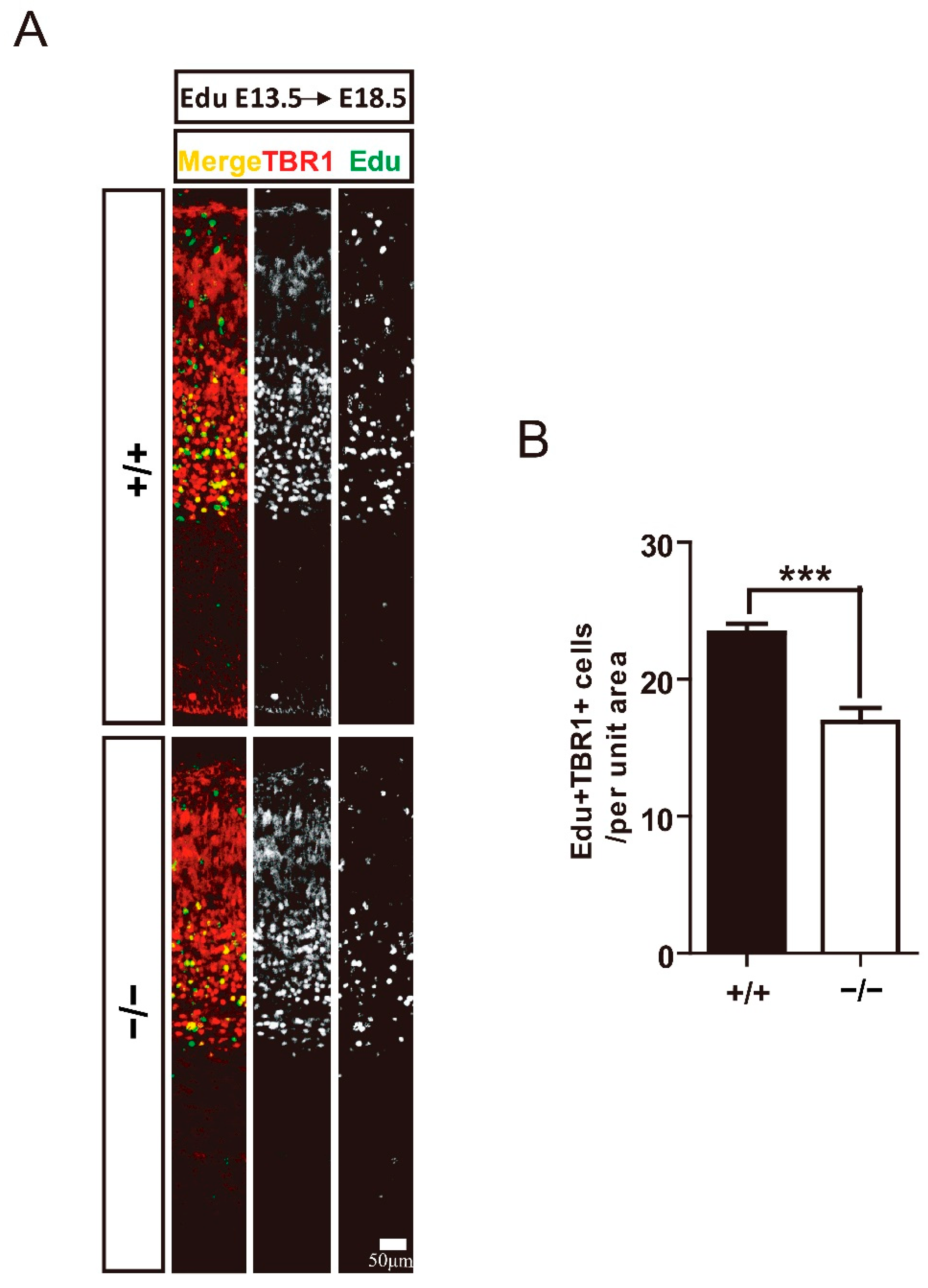Cells 11 00449 g004 550