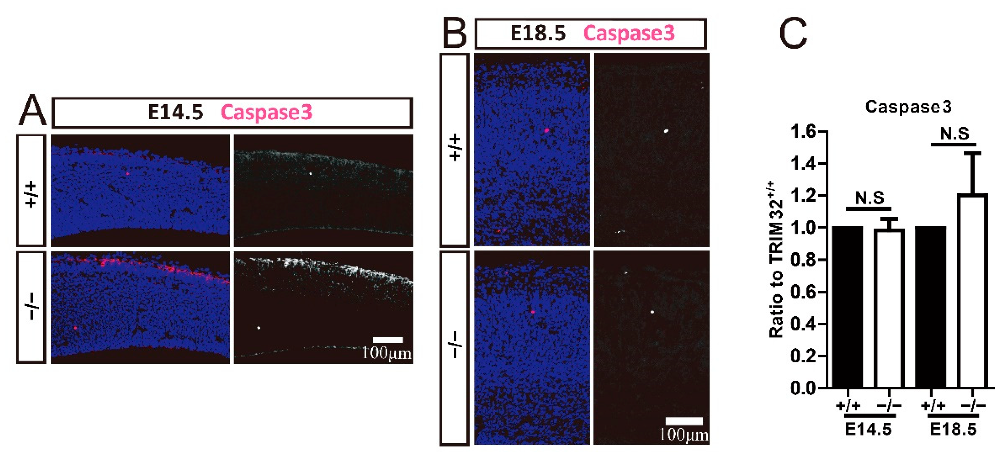 Cells 11 00449 g007 550