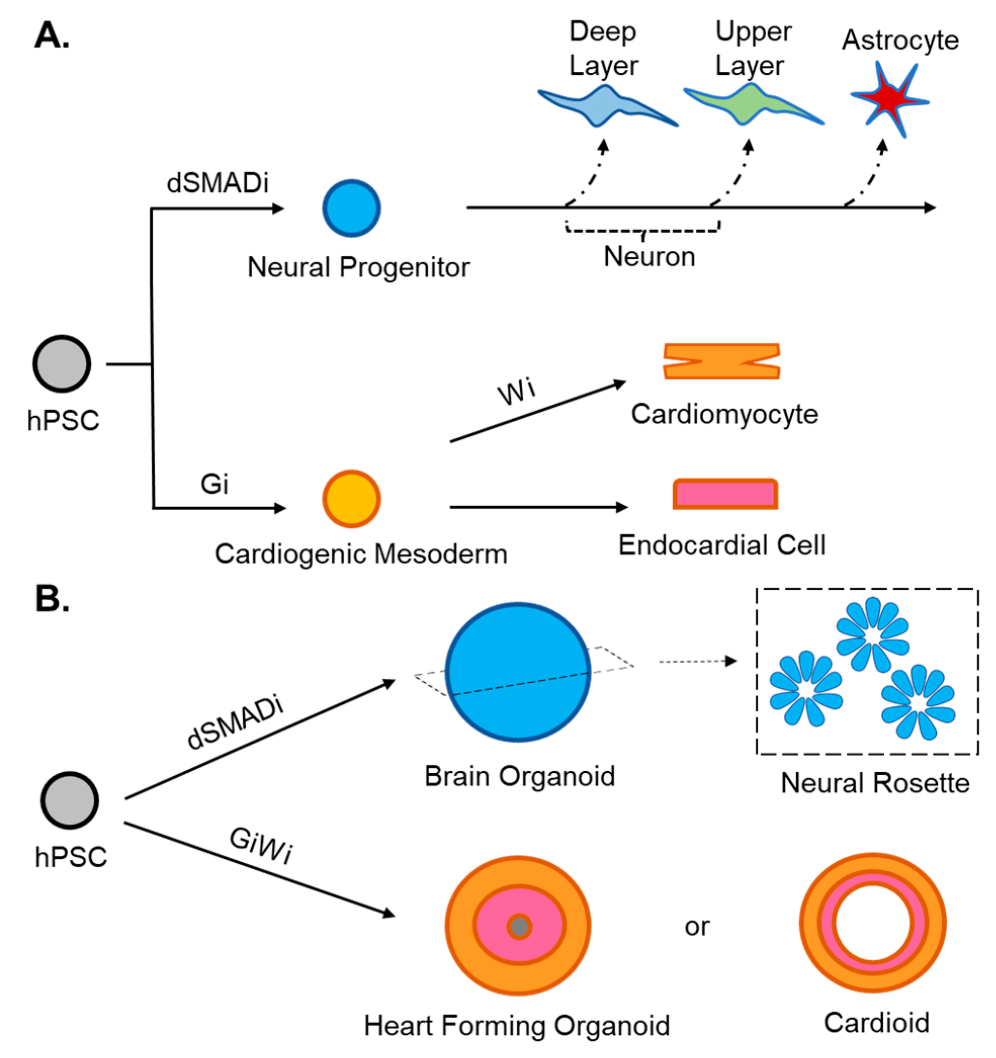 Cells 11 00460 g002 550