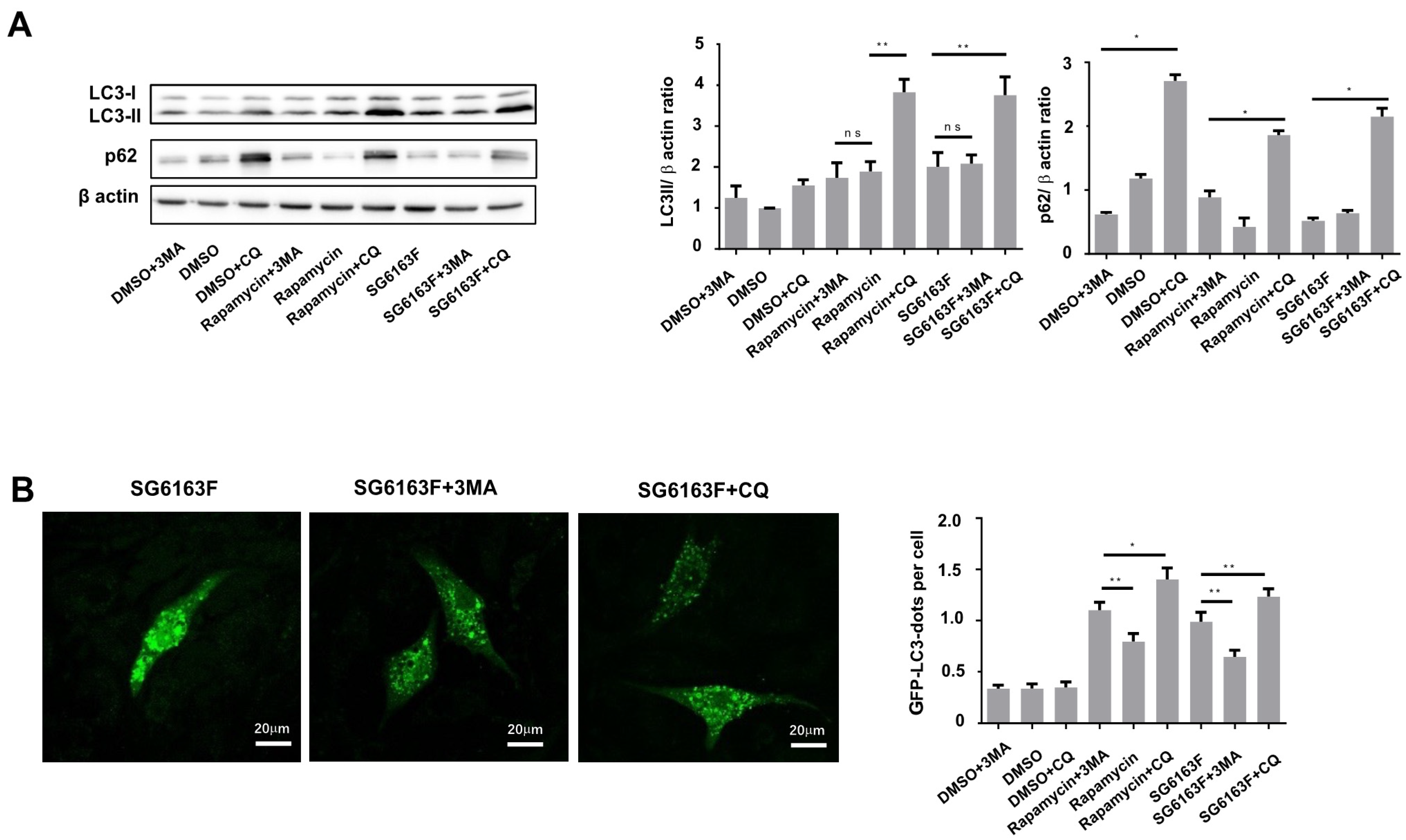 Cells 11 00474 g005 Cells 11 00474 g005