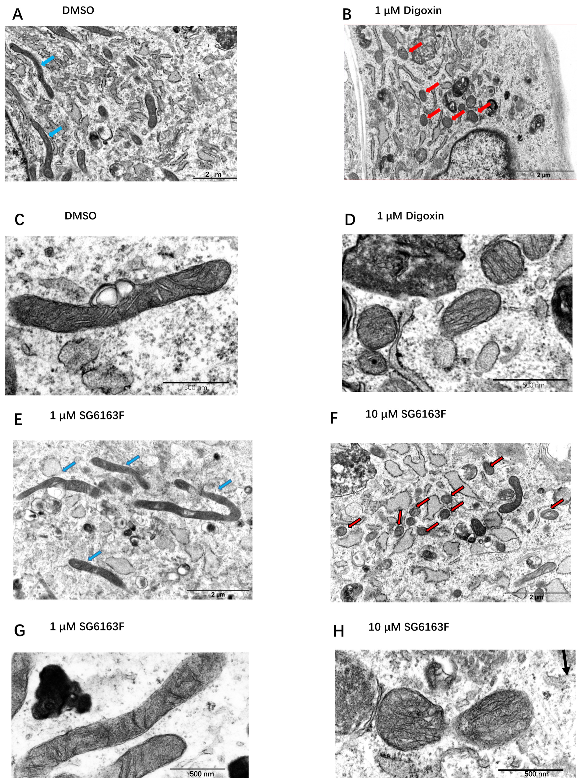 Cells 11 00474 g008 Cells 11 00474 g008