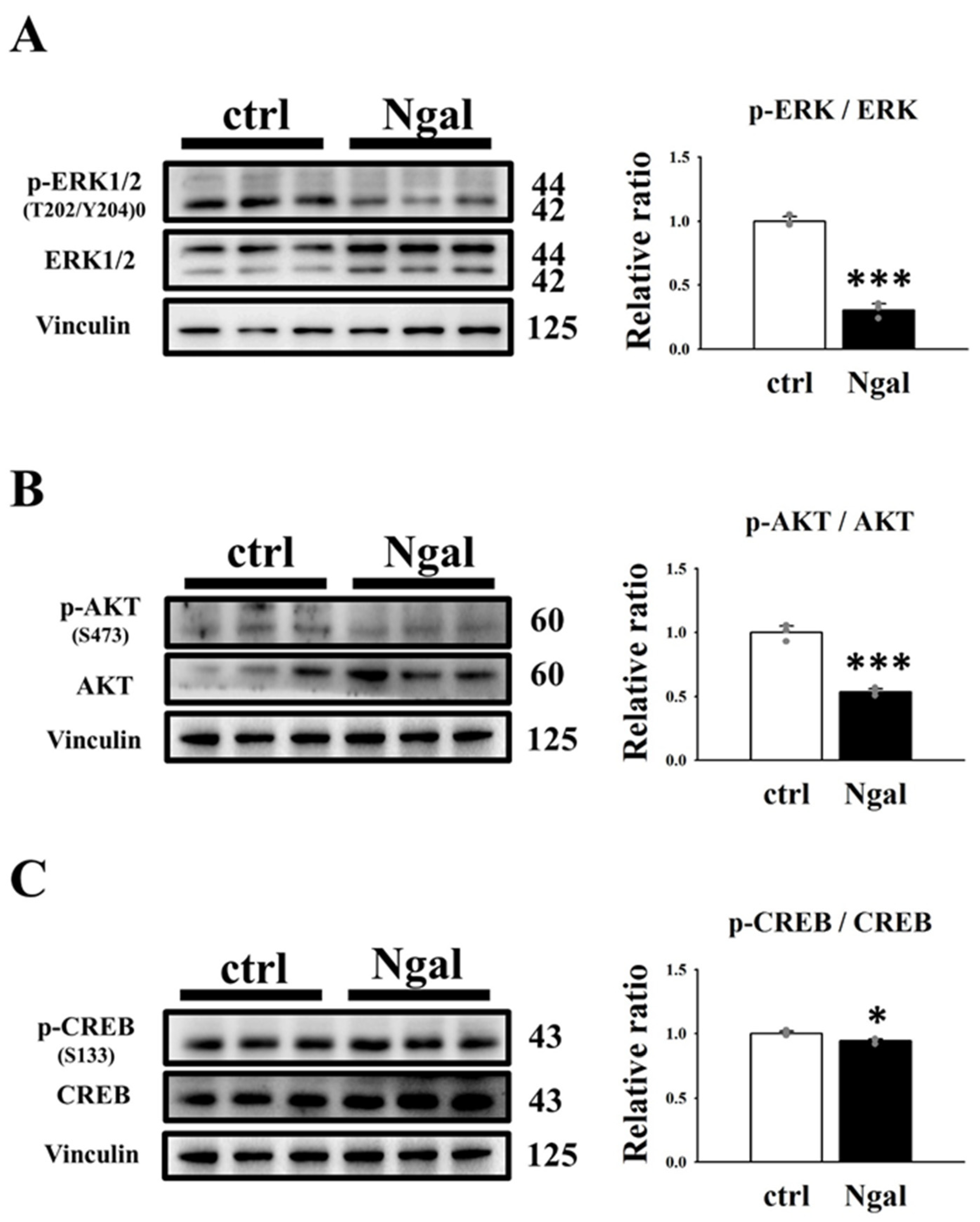 Cells 11 00483 g004 550