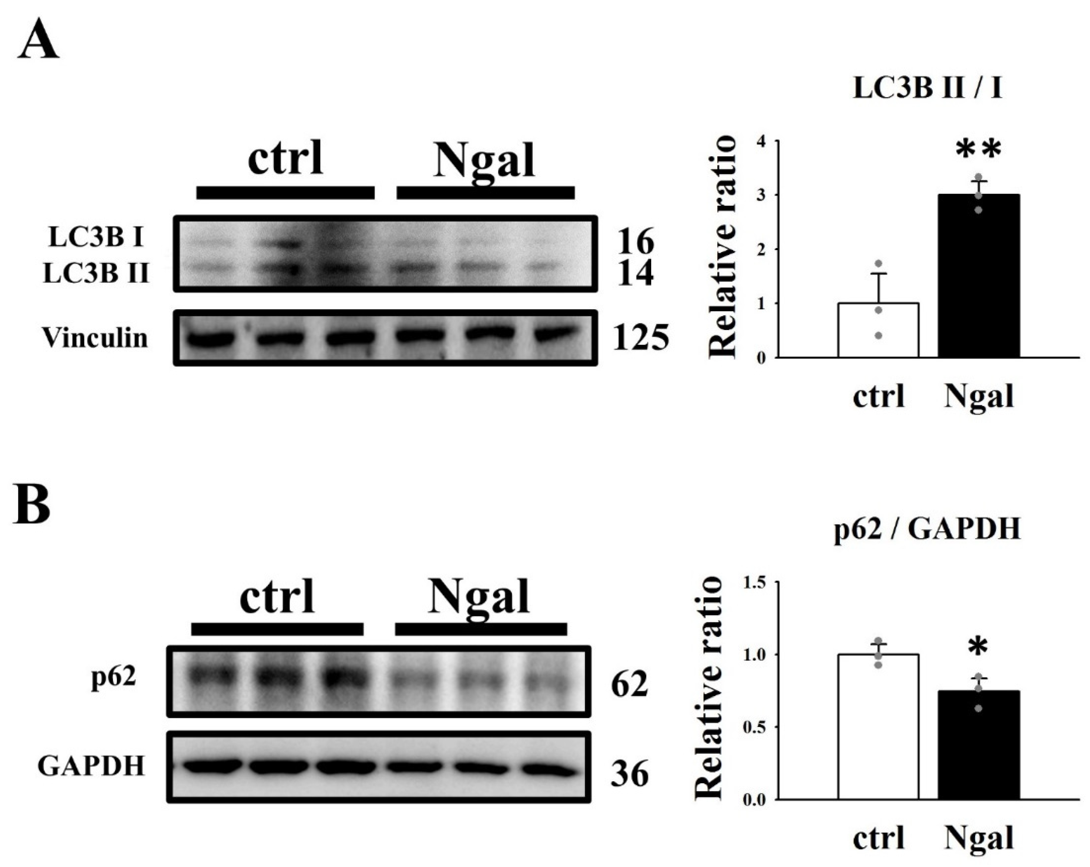 Cells 11 00483 g005 550