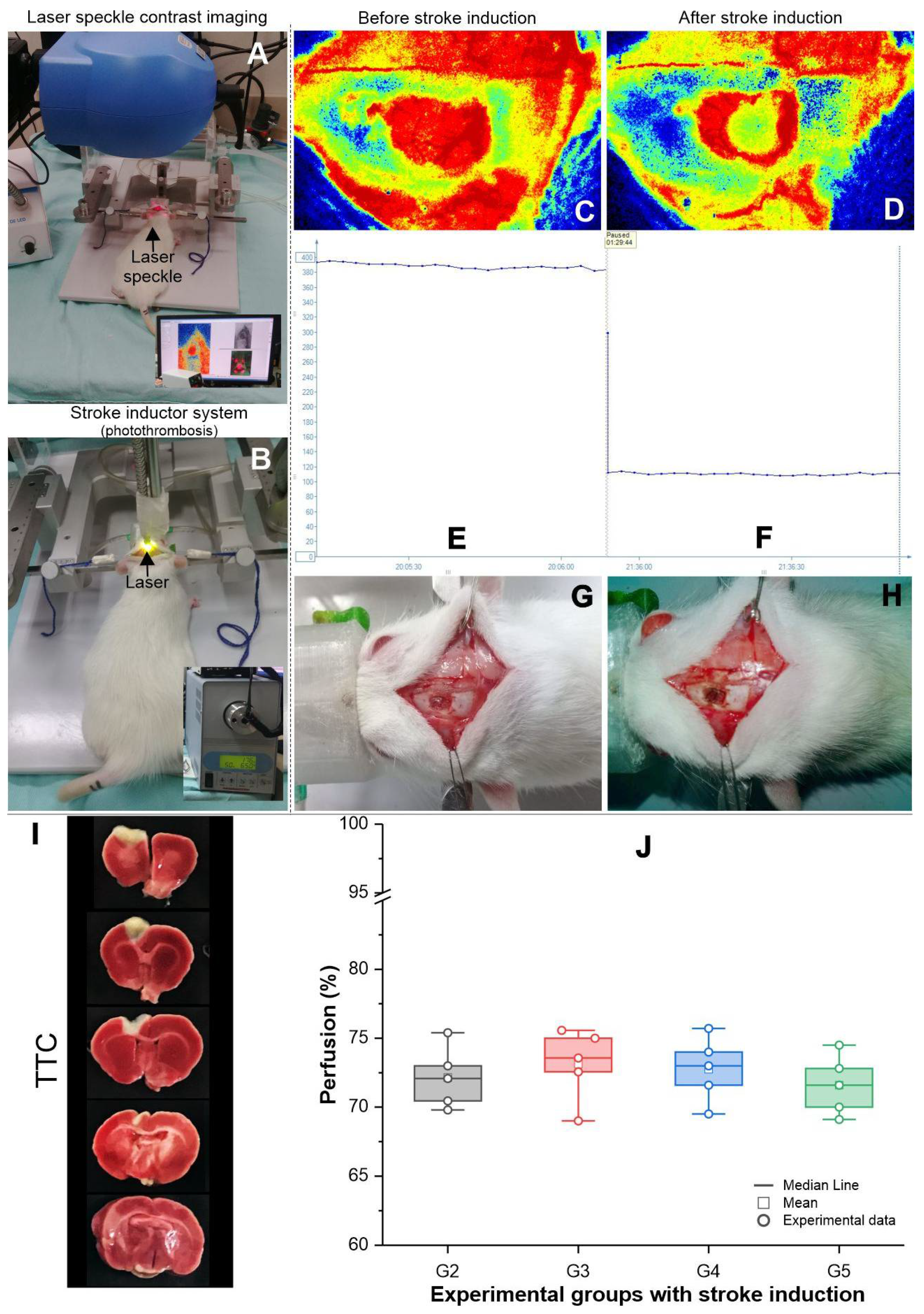 Cells 11 00485 g003 Cells 11 00485 g003