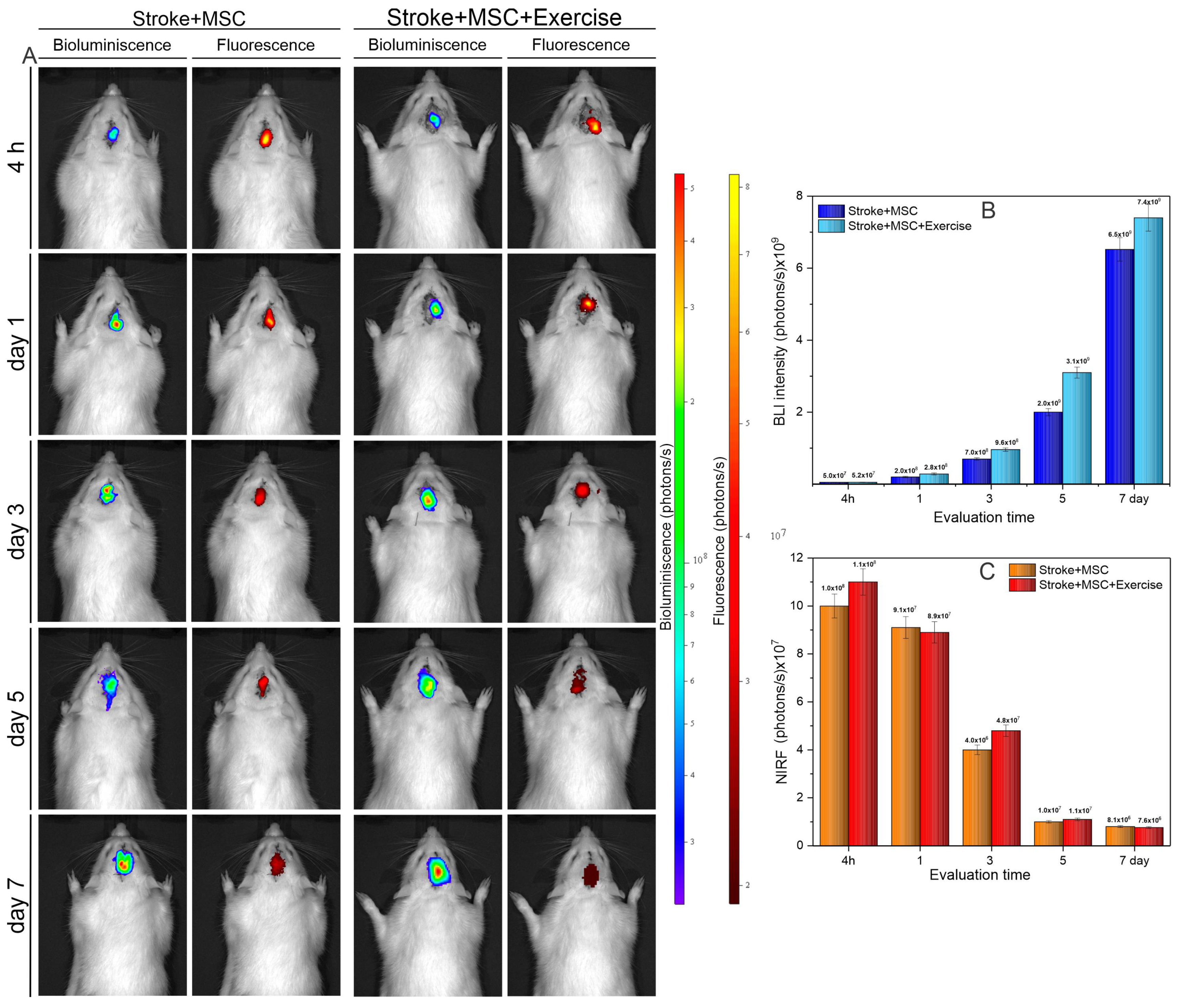 Cells 11 00485 g006 Cells 11 00485 g006